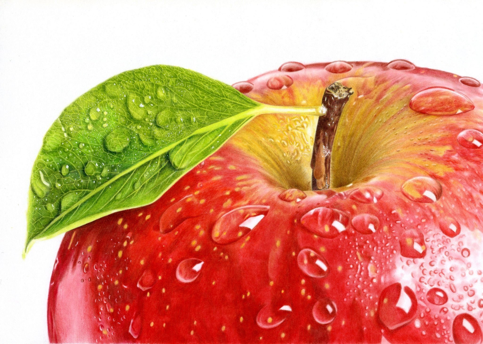モモ林檎様専用】ハリスホーク 色鉛筆画 リンゴ | 色鉛筆画はじめました