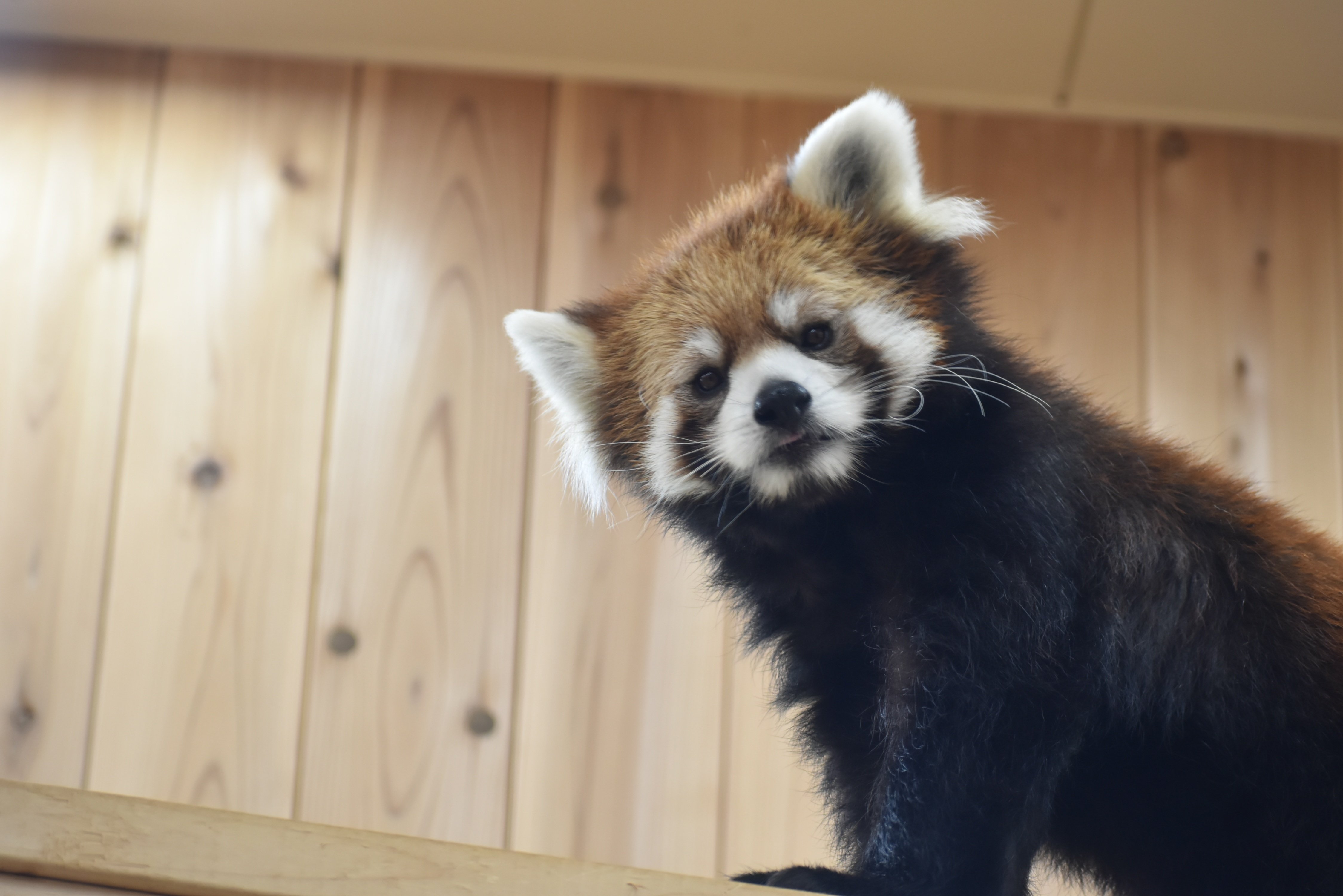 記念硬貨　ザンビア共和国　2014　絶滅危惧種保護　12種コンプリート 記念硬貨 ザンビア共和国 2014 絶滅危惧種保護 12種コンプリート