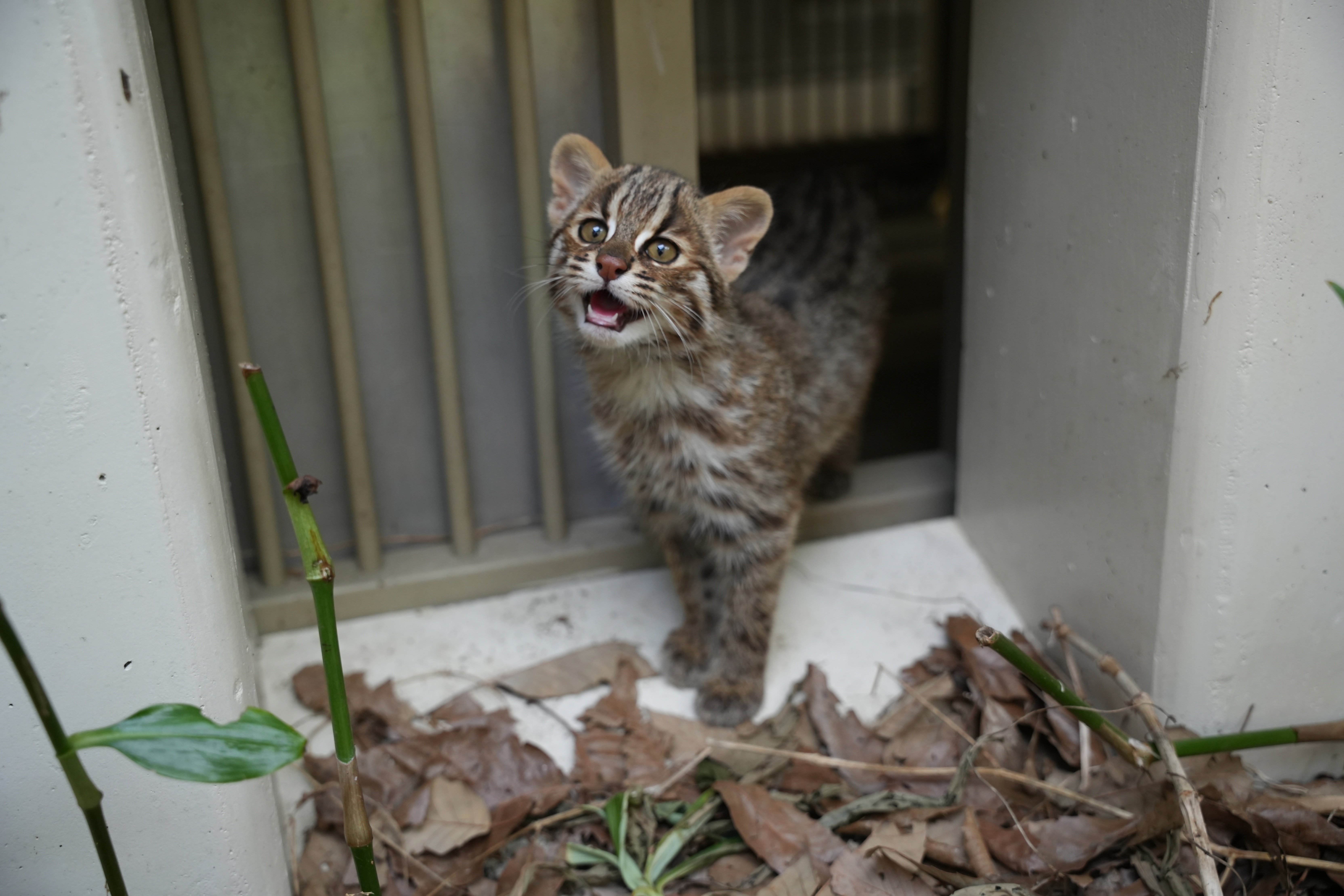 記念硬貨　ザンビア共和国　2014　絶滅危惧種保護　12種コンプリート 記念硬貨 ザンビア共和国 2014 絶滅危惧種保護 12種コンプリート
