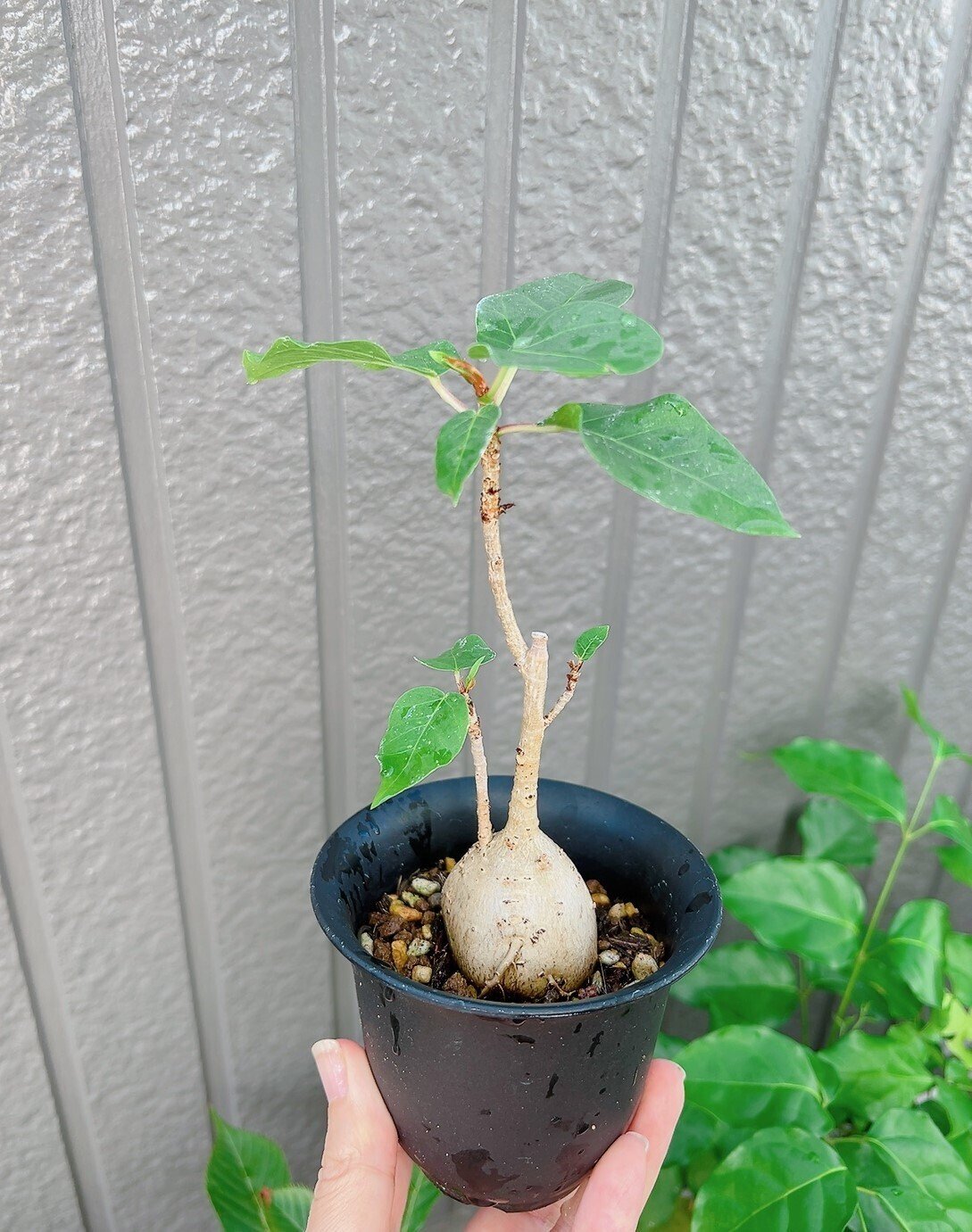 フィカスパルメリー、コーデックス