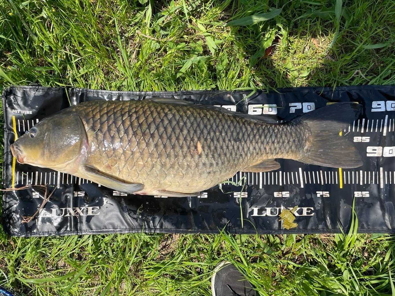 鯉竿 2本セット 緑色 カープフィッシング