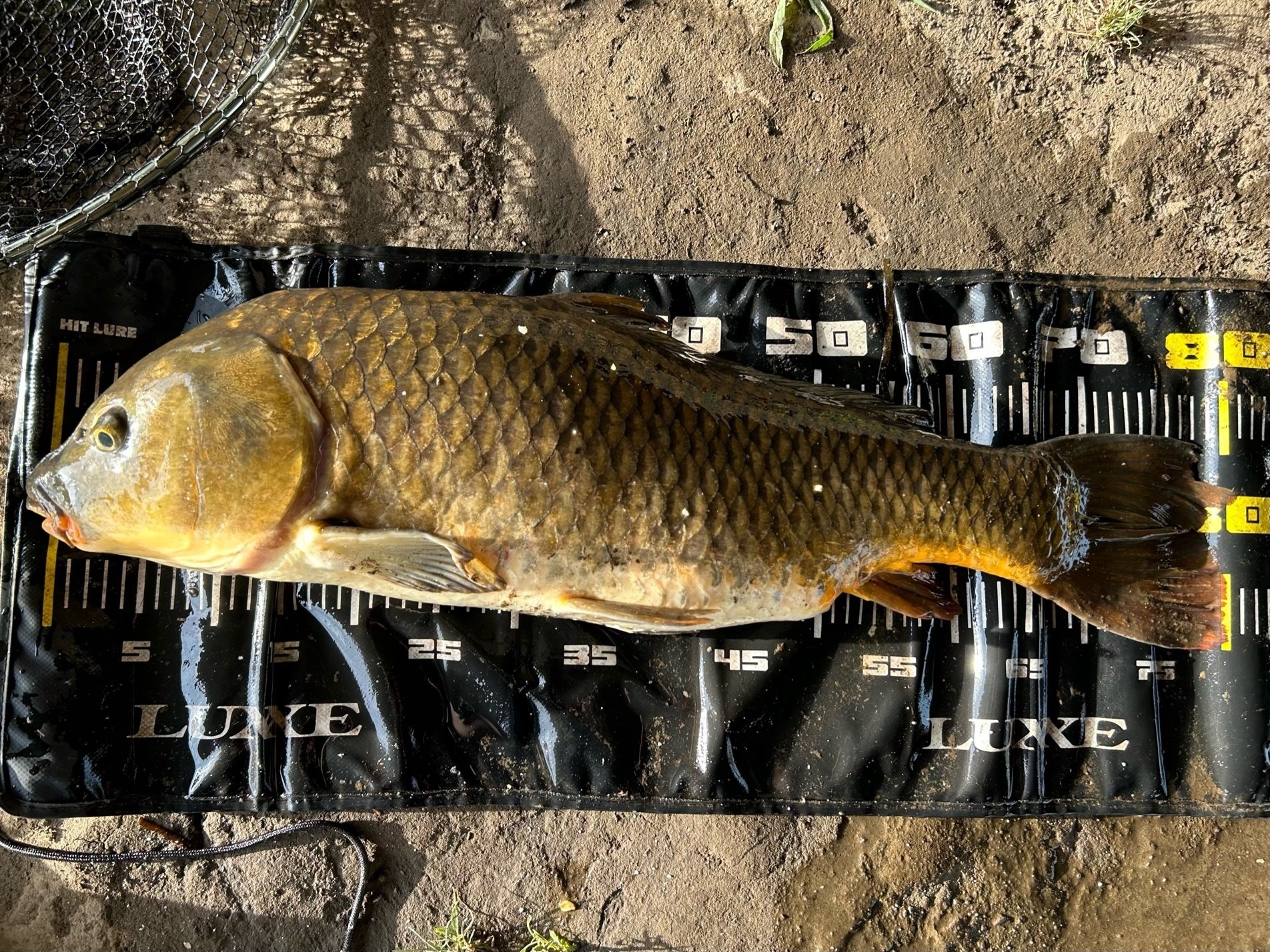 鯉釣り】ずんだもん解説！カープフィッシングの基本解説 トウモロコシ