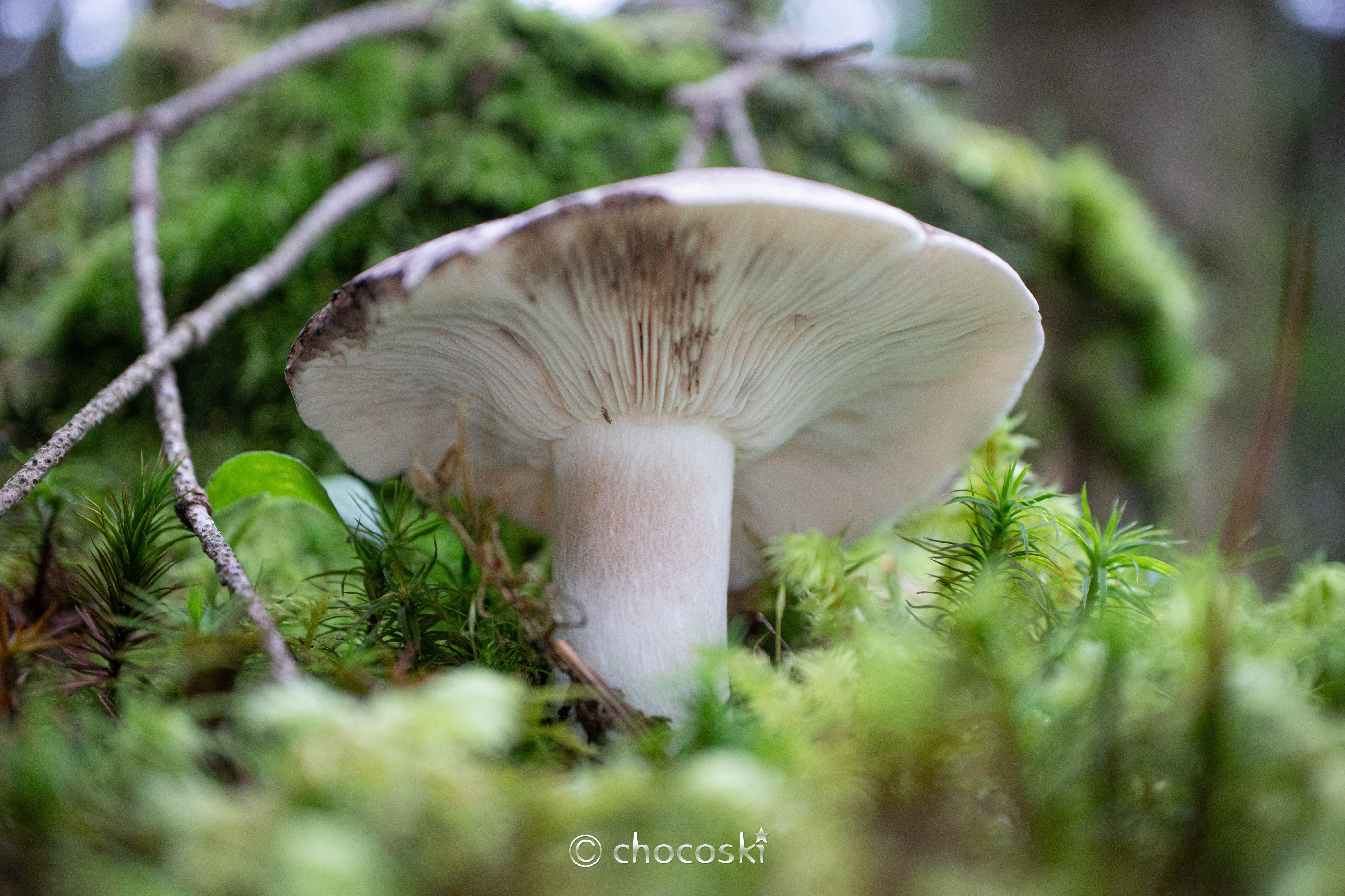 きのこ散歩＊2023/9/11起きて5秒で決めた富士山行き・その3