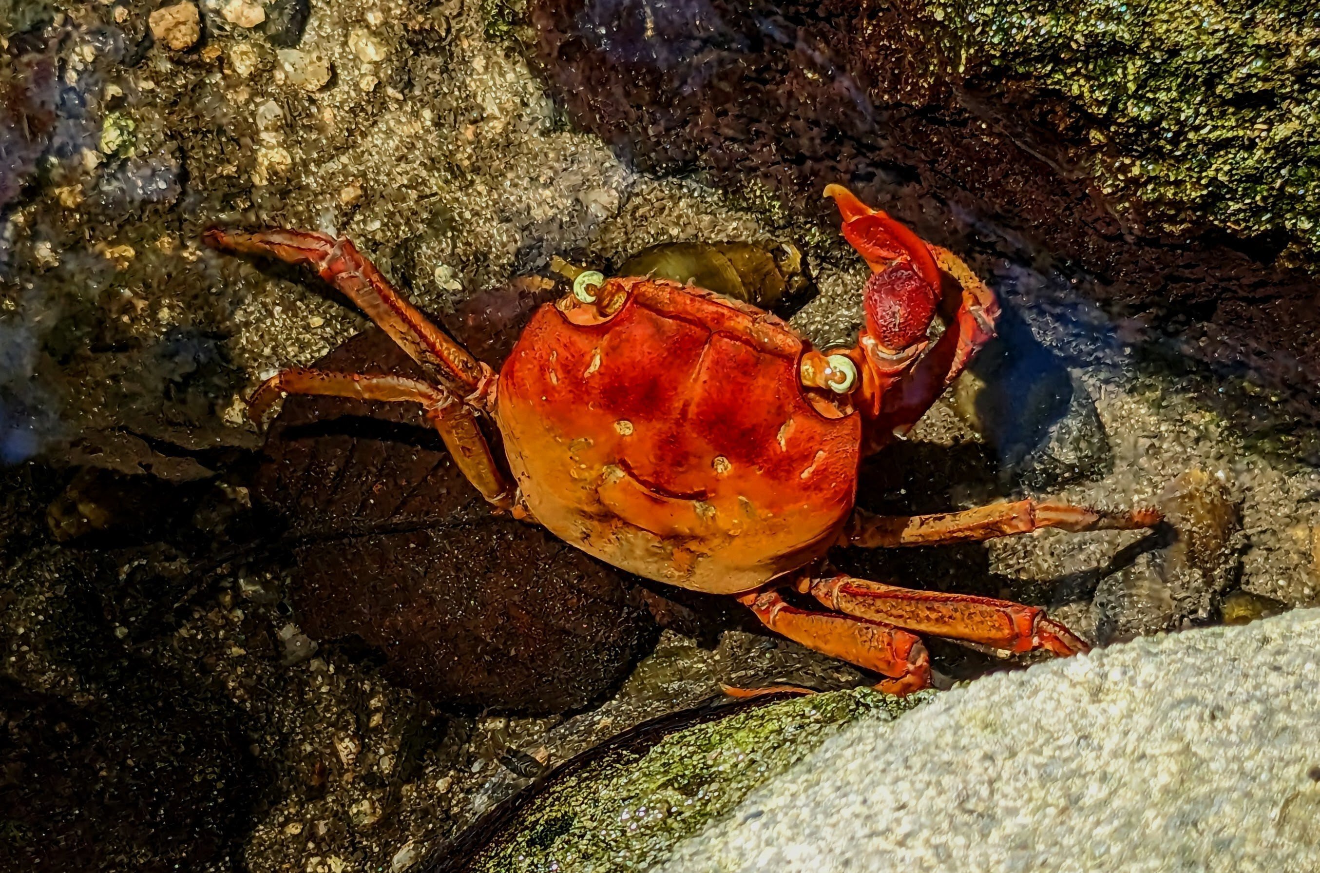 サワガニの微笑み｜燿 (hikari)