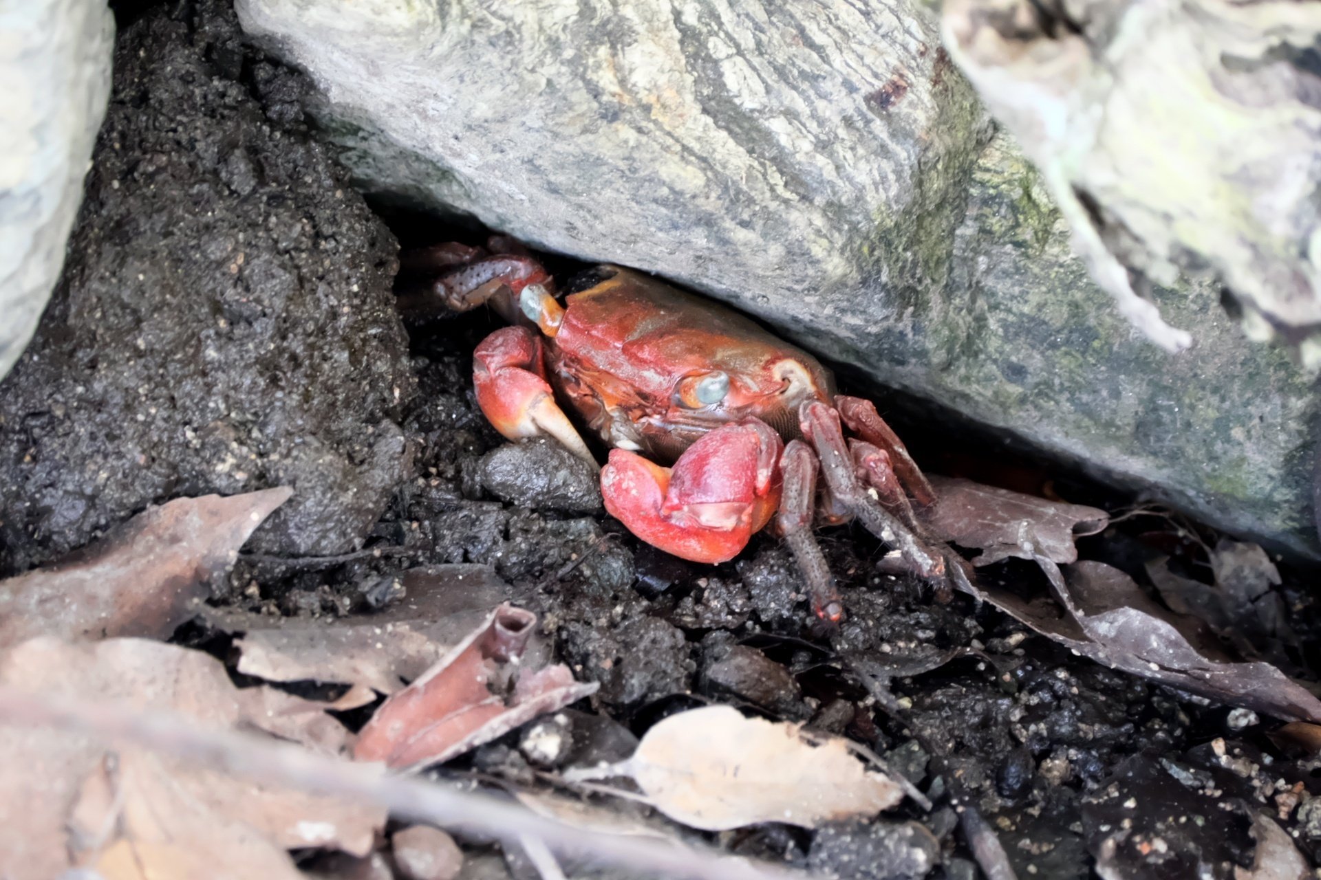 サワガニの微笑み｜燿 (hikari)