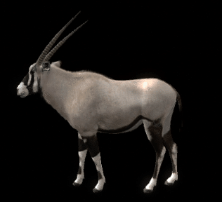 レポート】オリックス――オリックス、ゲムズポック、はたしてその正体は