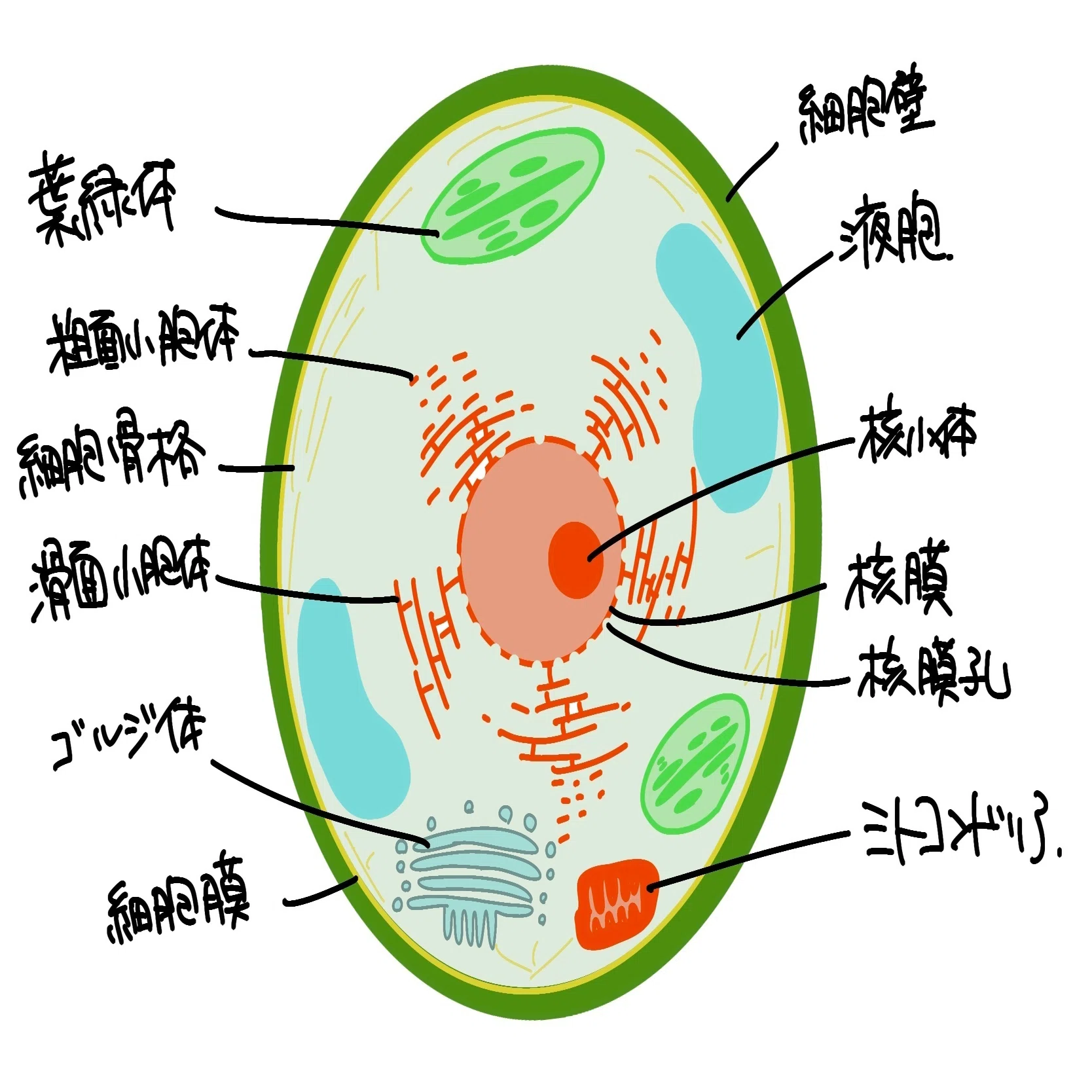 細胞質の構造と機能