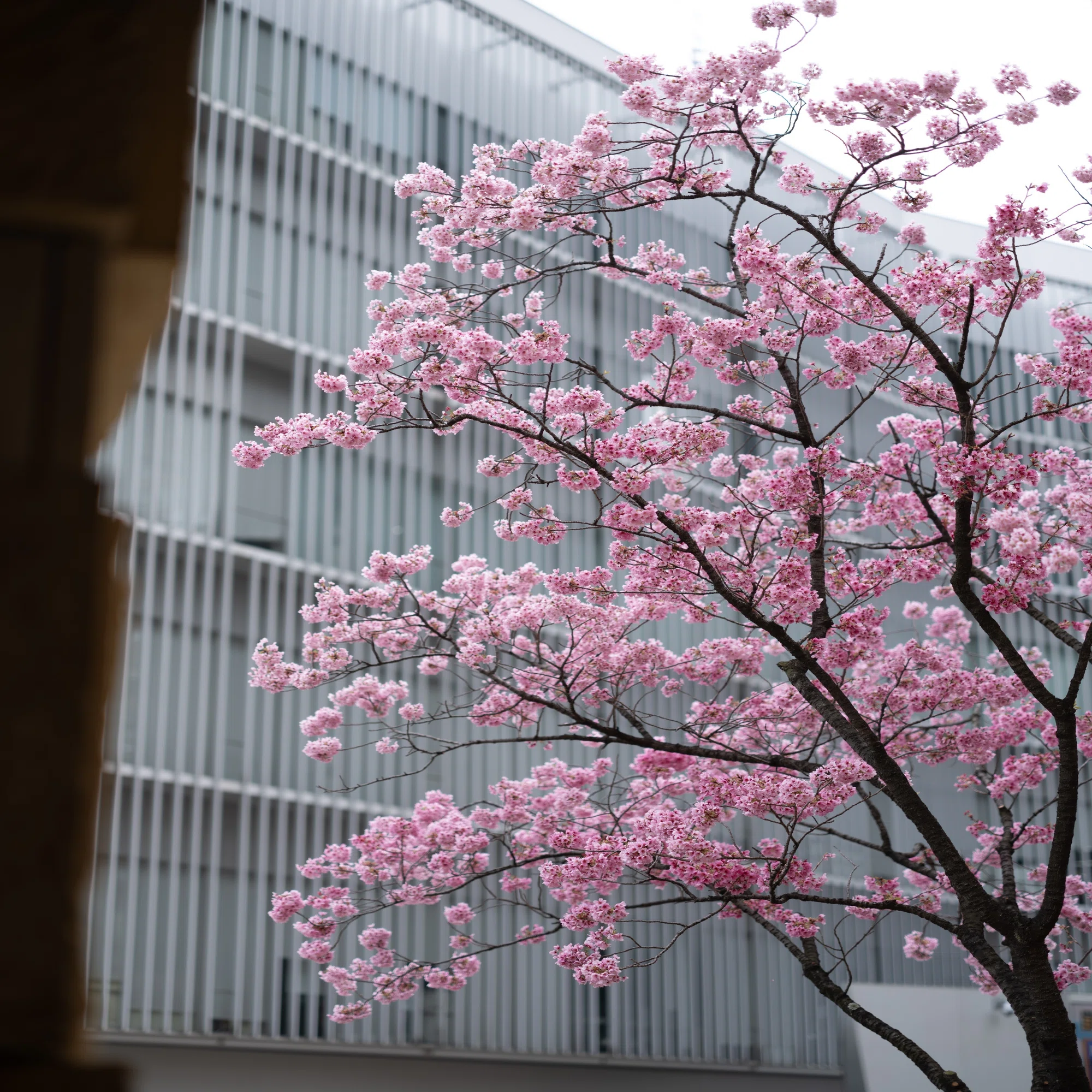 桜の色 / FUJIFILM GFX100S｜TAKU