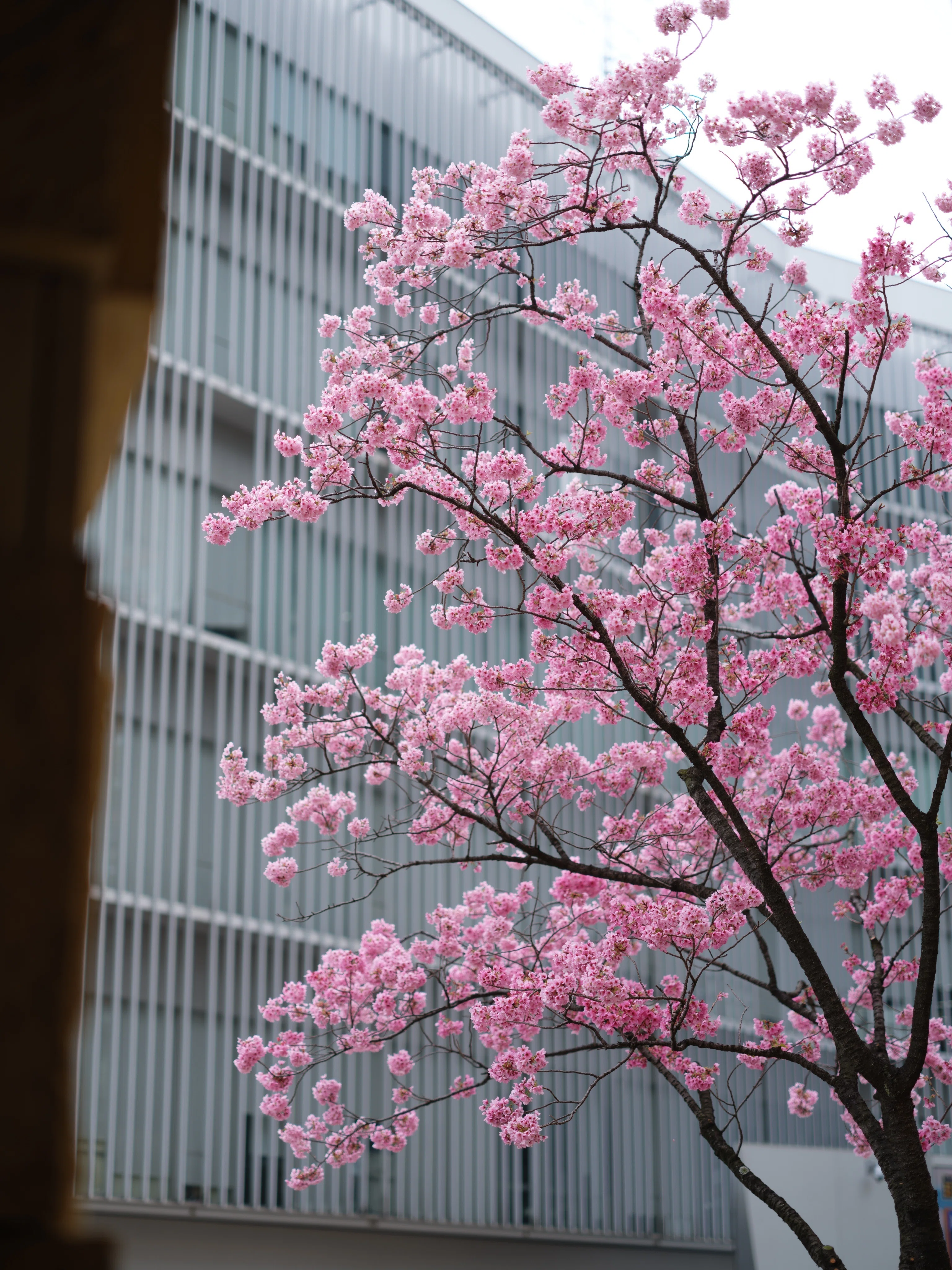 桜の色 / FUJIFILM GFX100S｜TAKU
