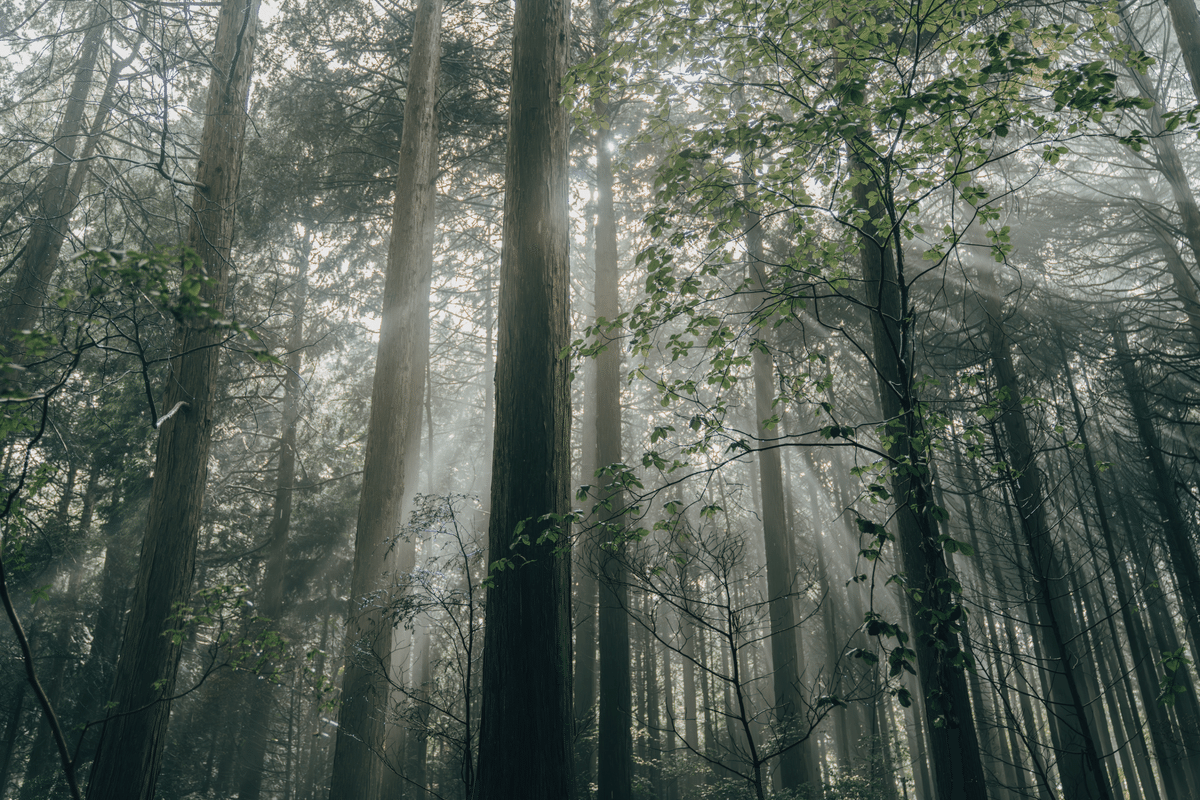 WoodSpiritsコラム｜木の酒「WoodSpirits」の香りと味わいについて