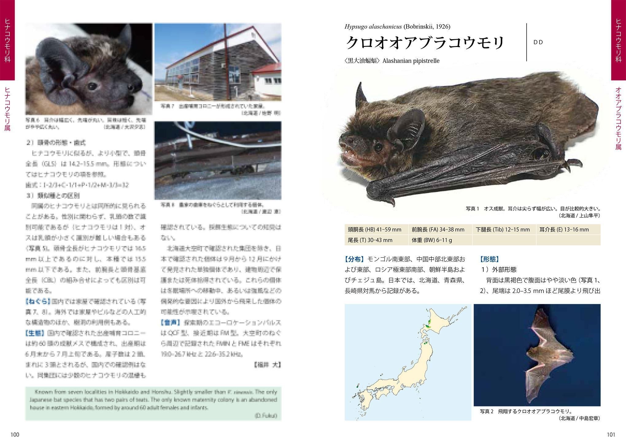 コウモリフェスティバルin札幌で知る、日本のコウモリ｜ブンイチ（文一