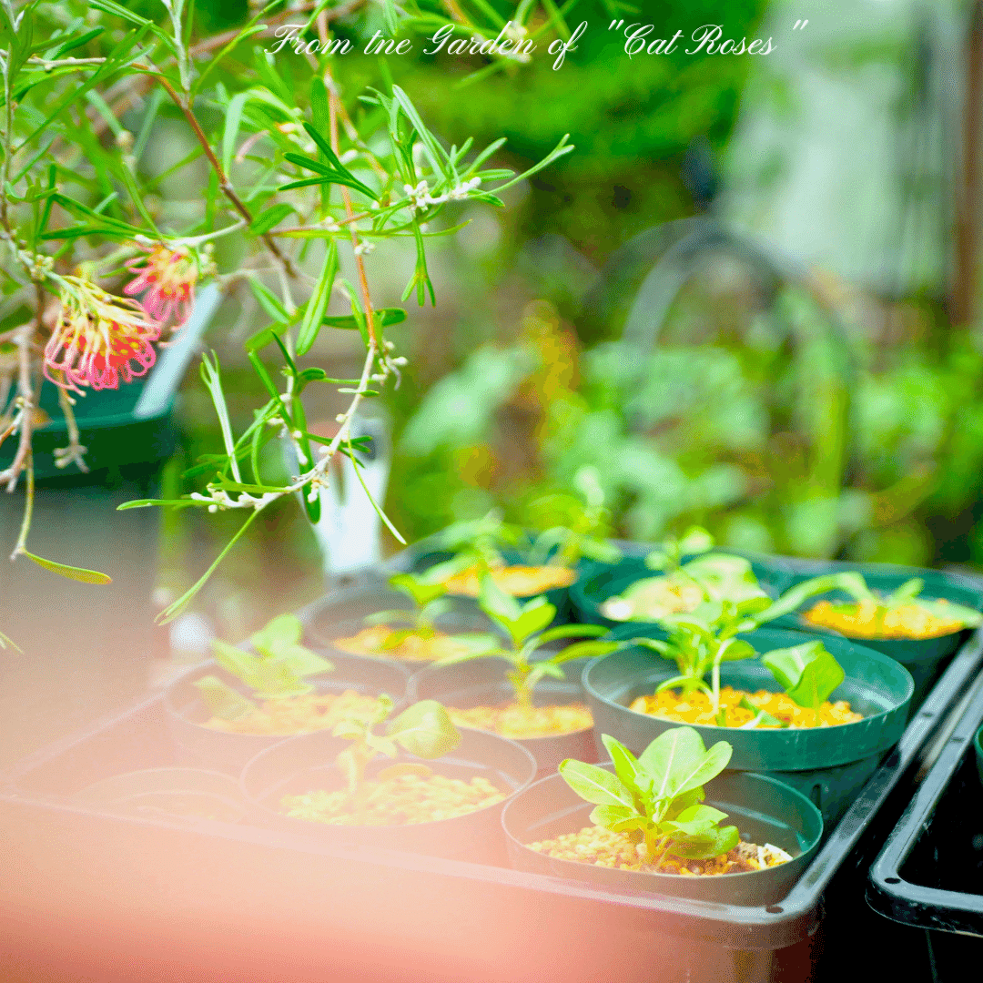 暑い日はお家で挿し芽｜Cat rose 「ガーデニングブログ Cat Roseの庭より」