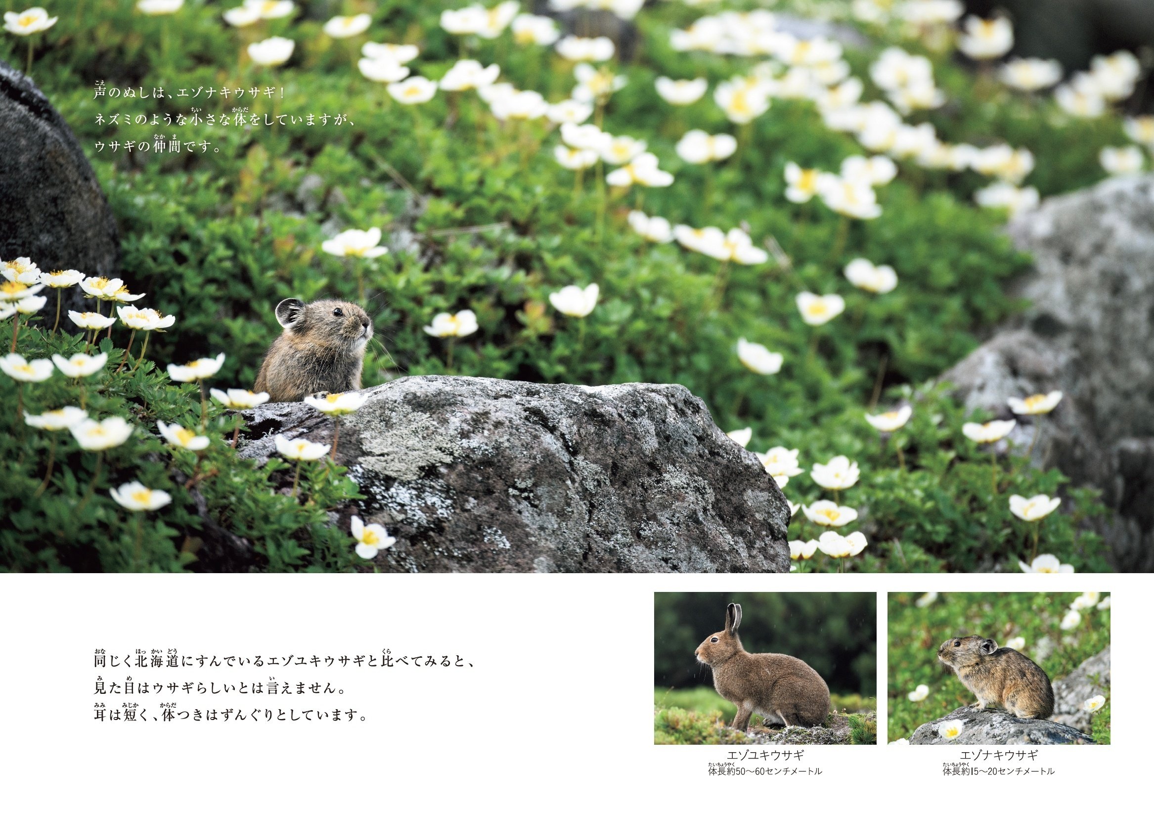 ぼっち”だけど、ひとりじゃない！ エゾナキウサギの生きざまに迫る写真絵本｜ブンイチ（文一総合出版）