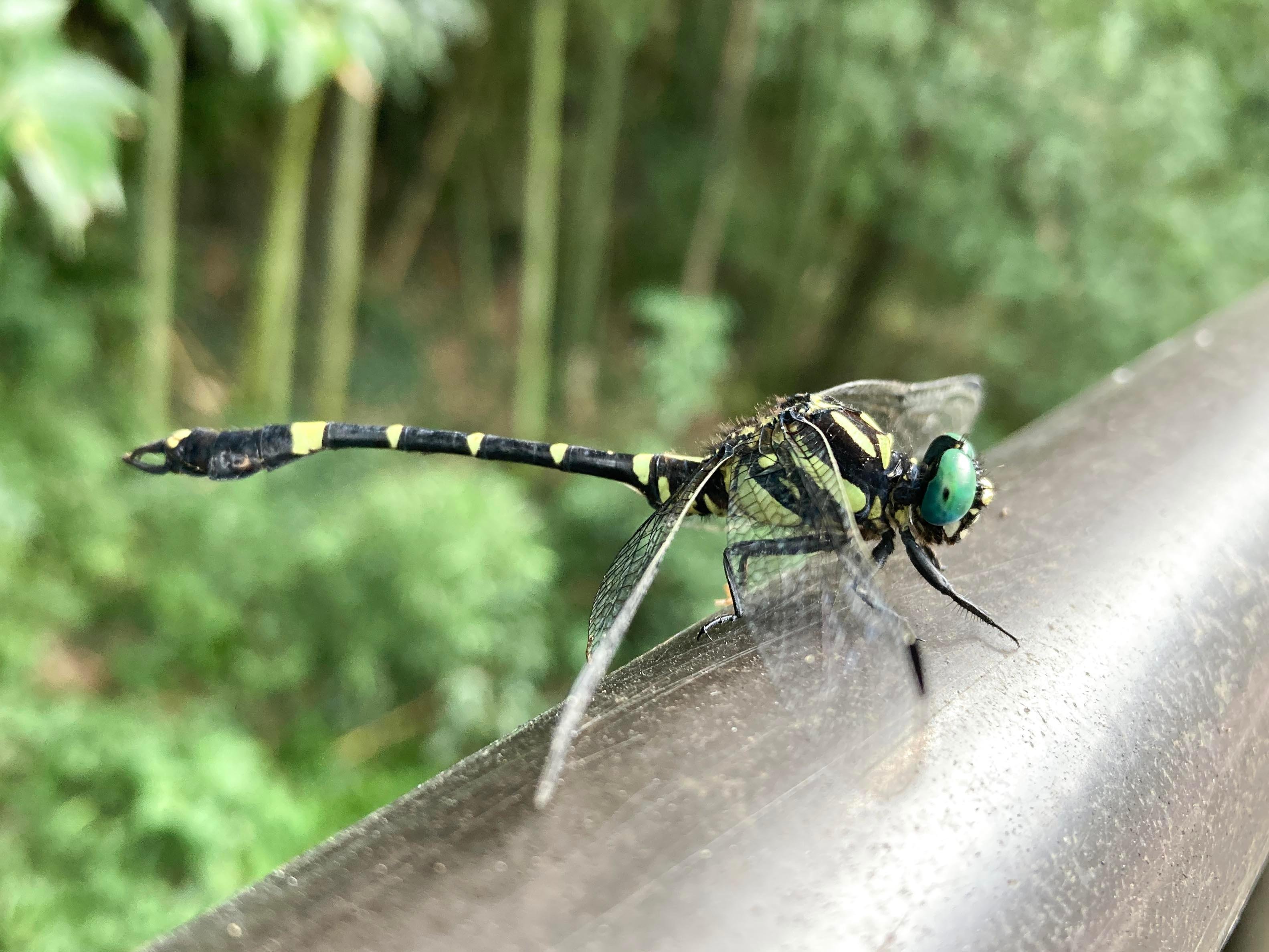 プロに教わる、トンボが逃げない近づきかた ｜ヤマケイの本