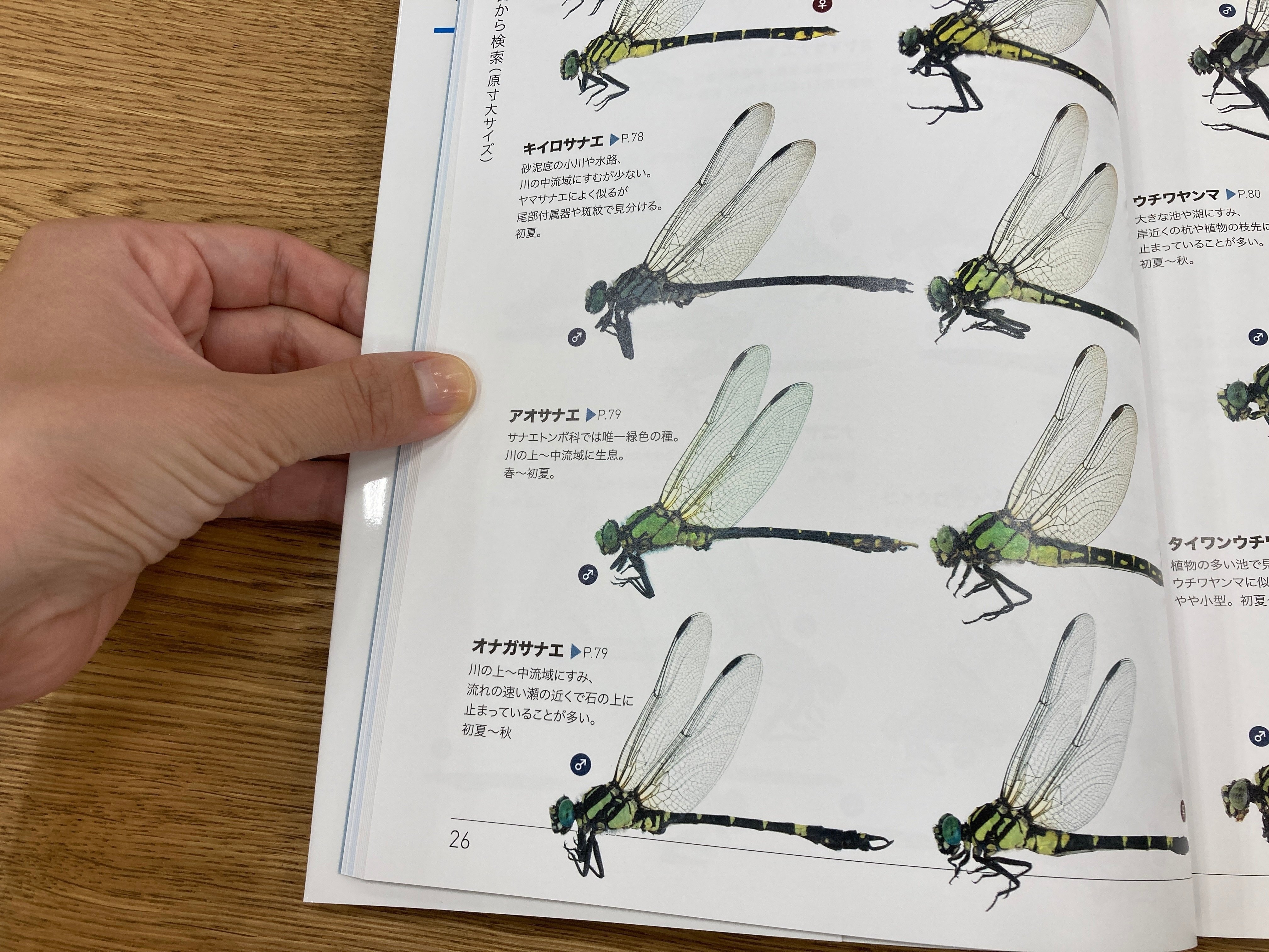 プロに教わる、トンボが逃げない近づきかた ｜ヤマケイの本