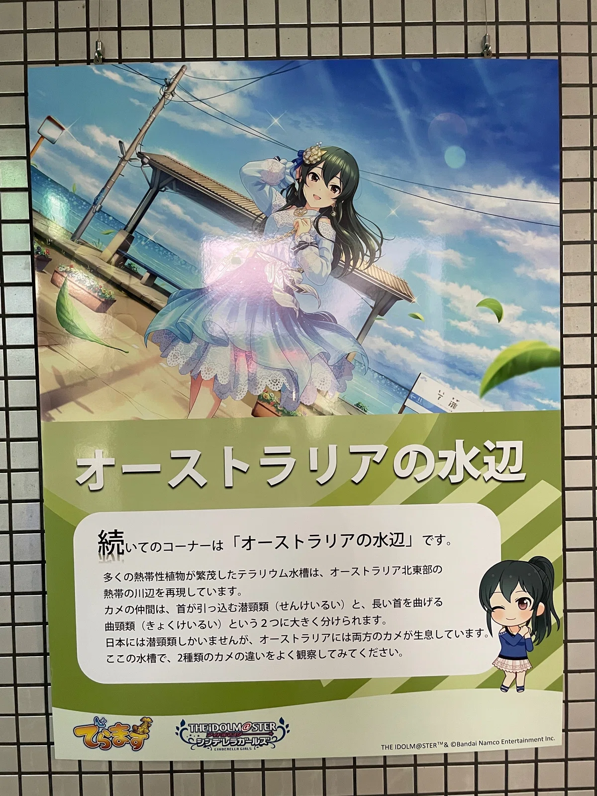 THE IDOLM@STER CINDERELLA GIRLS Shout out Live!!! に参加してきた話 
