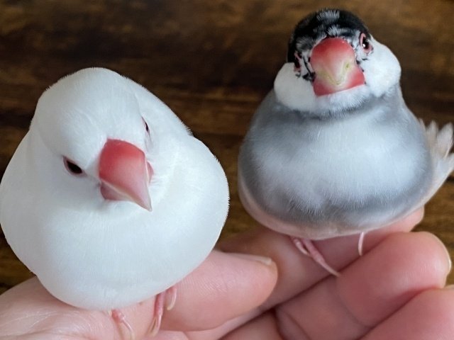 文鳥 ペット トップ 値段