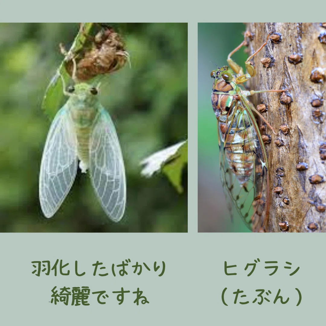 リクエストにお応えしちゃうよ/あの幼虫の色】~世界もココロも リクエストにお応えしちゃうよ/あの幼虫の色】~世界もココロも