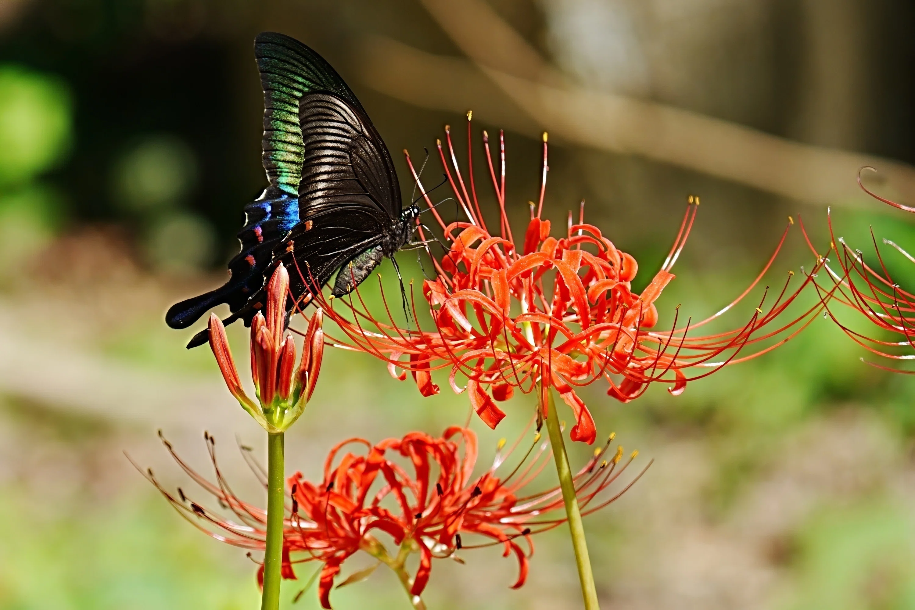 昆虫用品 前翅がスゴイ ミヤマカラスアゲハ