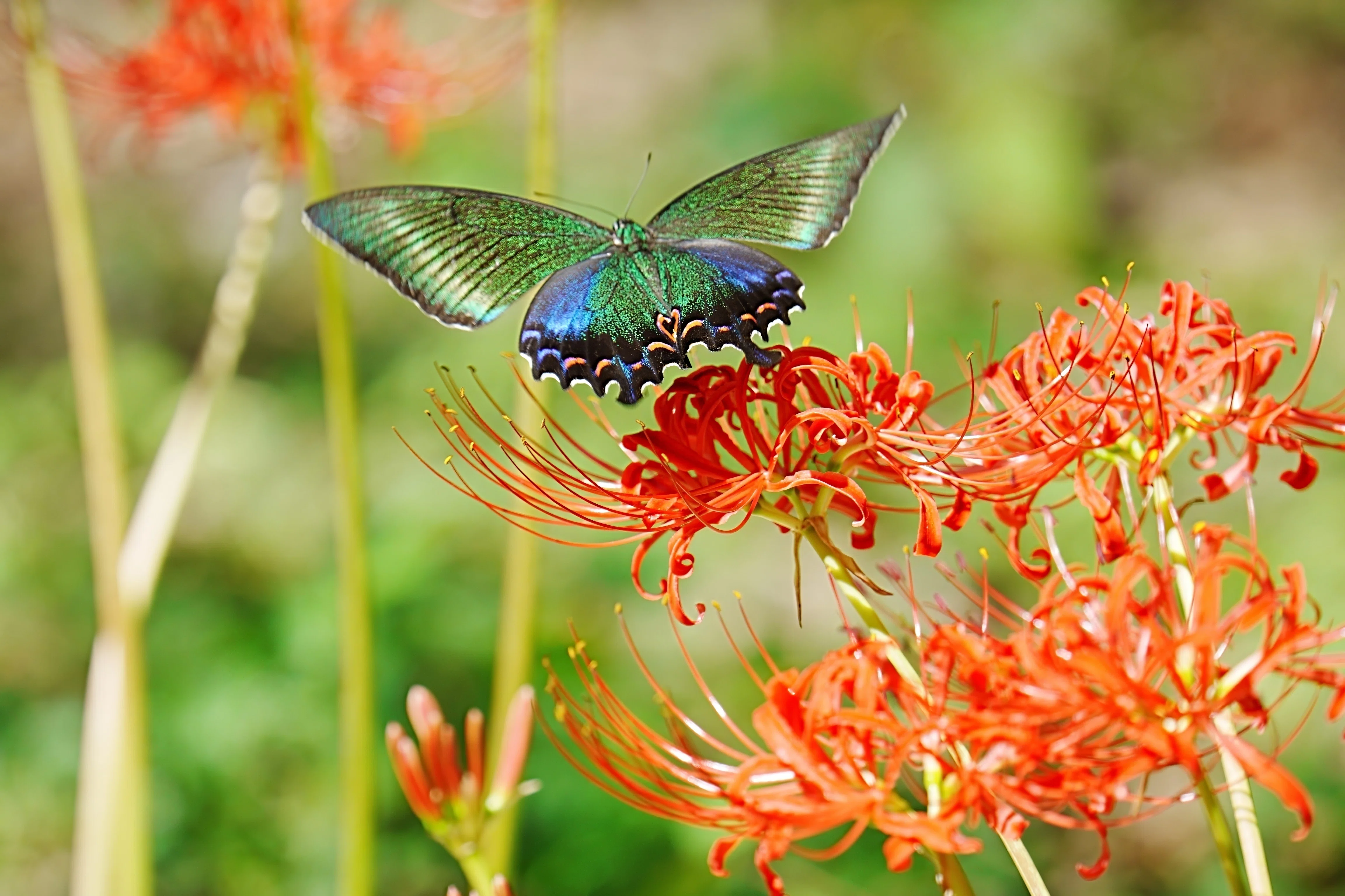 前翅がスゴイ ミヤマカラスアゲハ 昆虫用品 前翅がスゴイ ミヤマカラスアゲハ