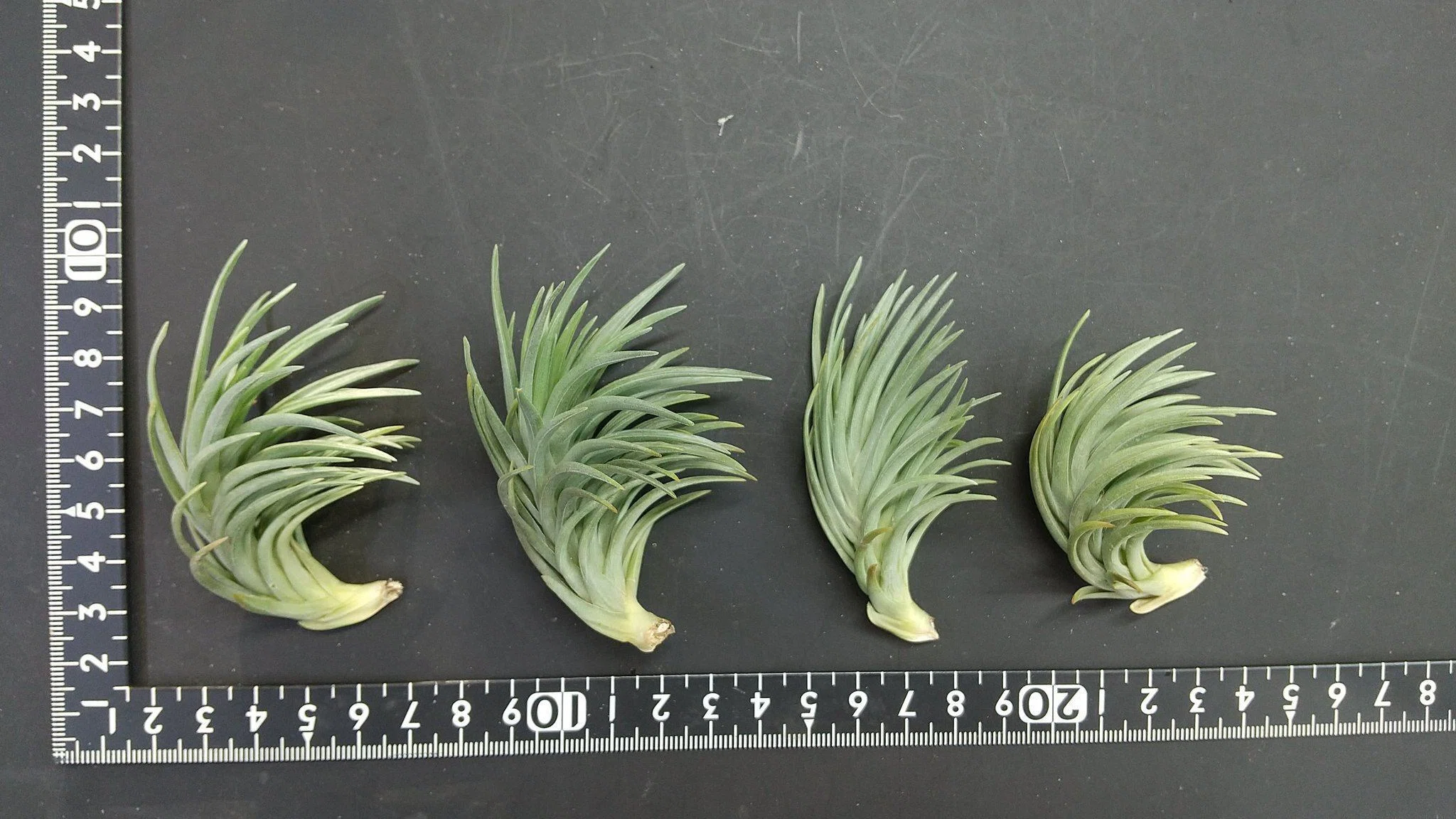チランジア入荷リスト9/15｜NatureGarden🌿神田