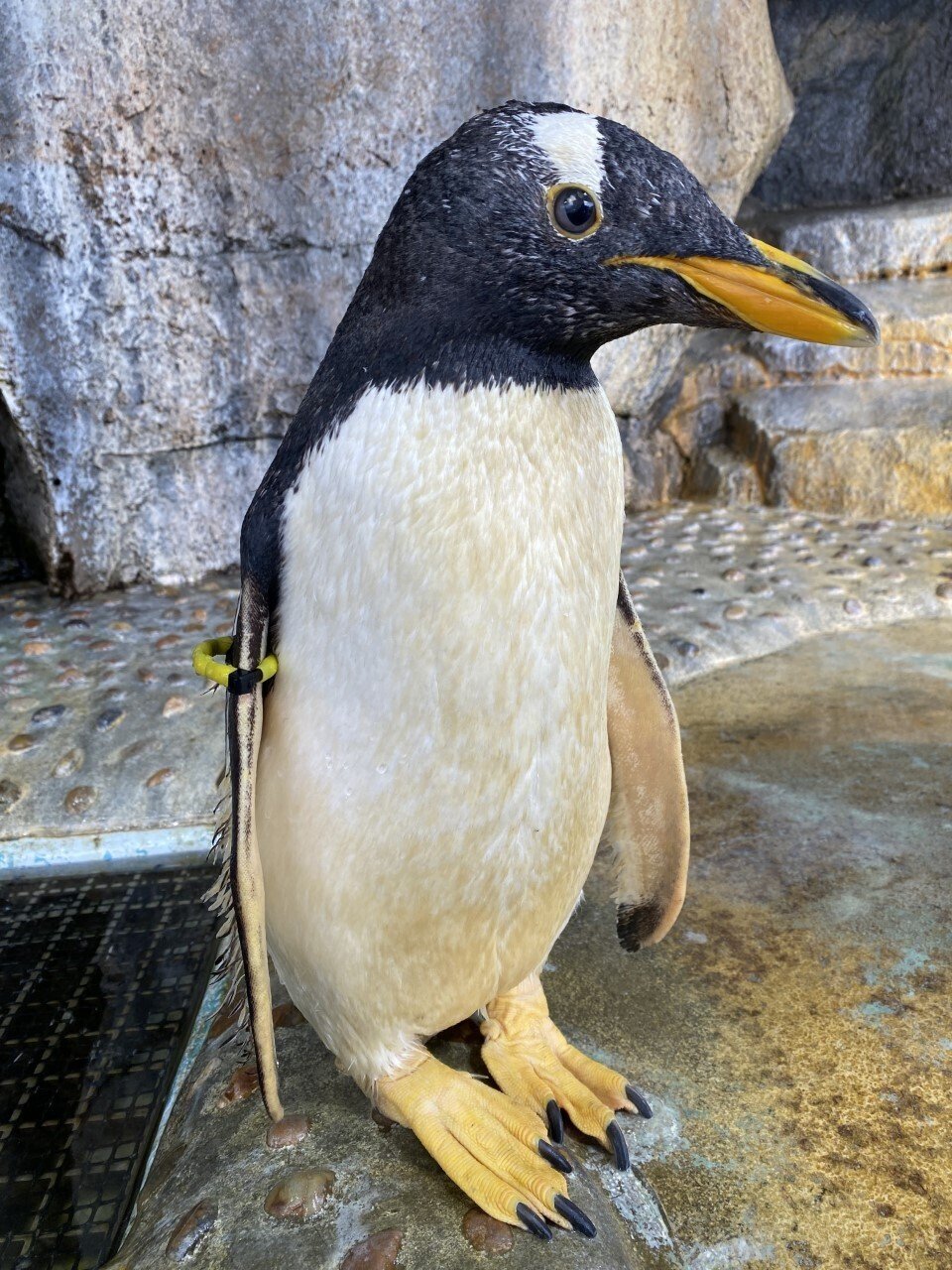 ご長寿ペンギン｜仙台うみの杜水族館