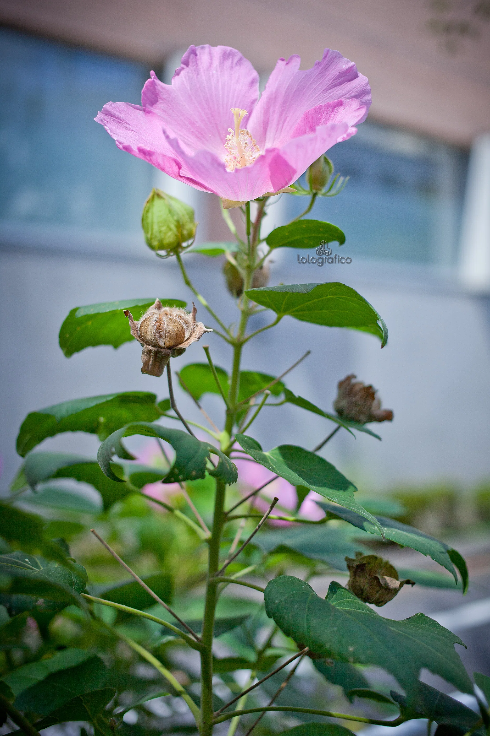 木 槿 と 芙 蓉|ろろ