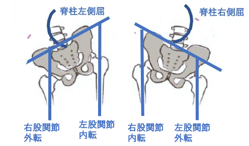 骨盤と股関節、そして背骨の関係｜Aiko