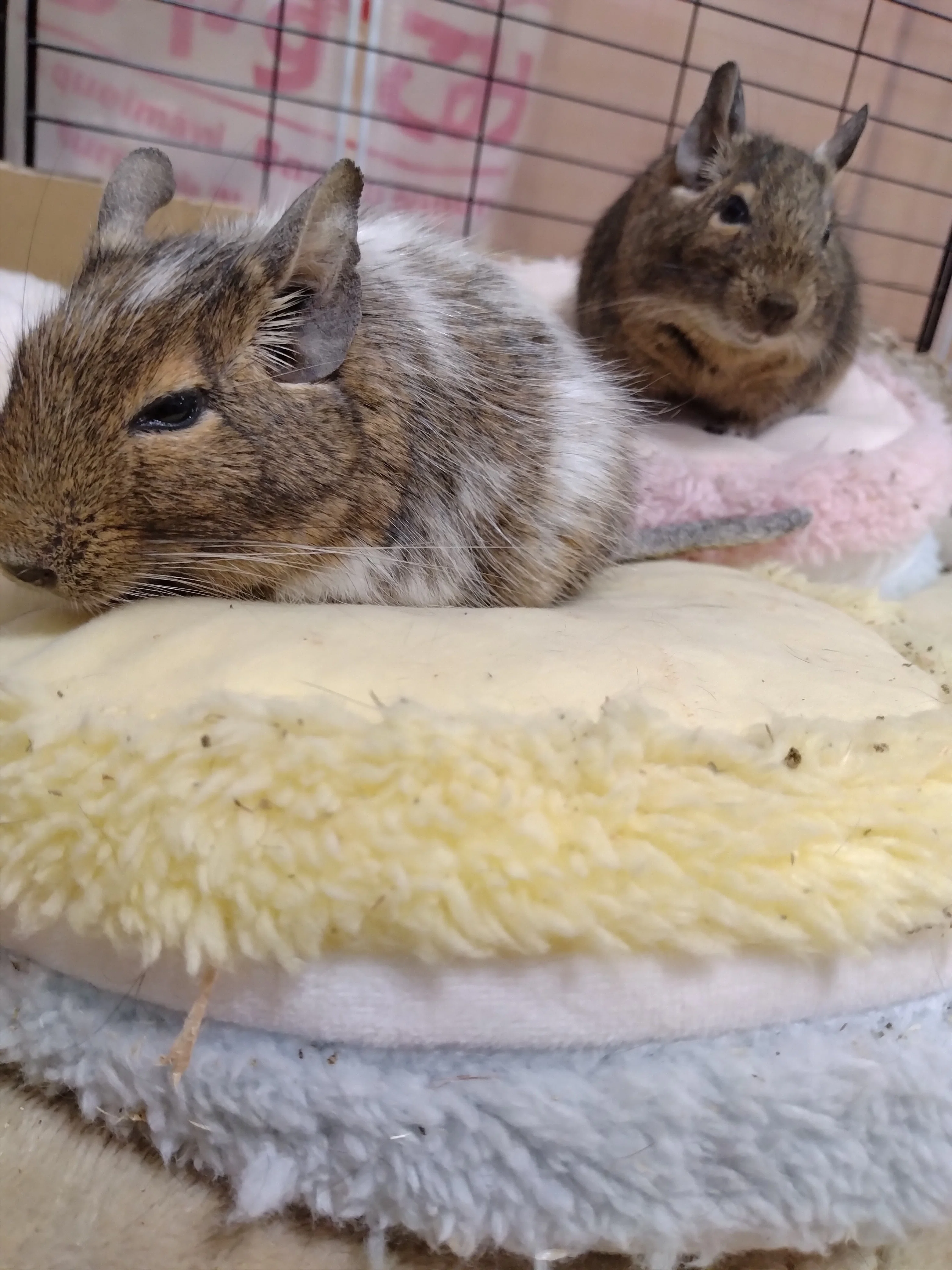 デグー クッション ベッド 4点 デグー クッション ベッド 4点 楽天市場】デグー 寝床の通販