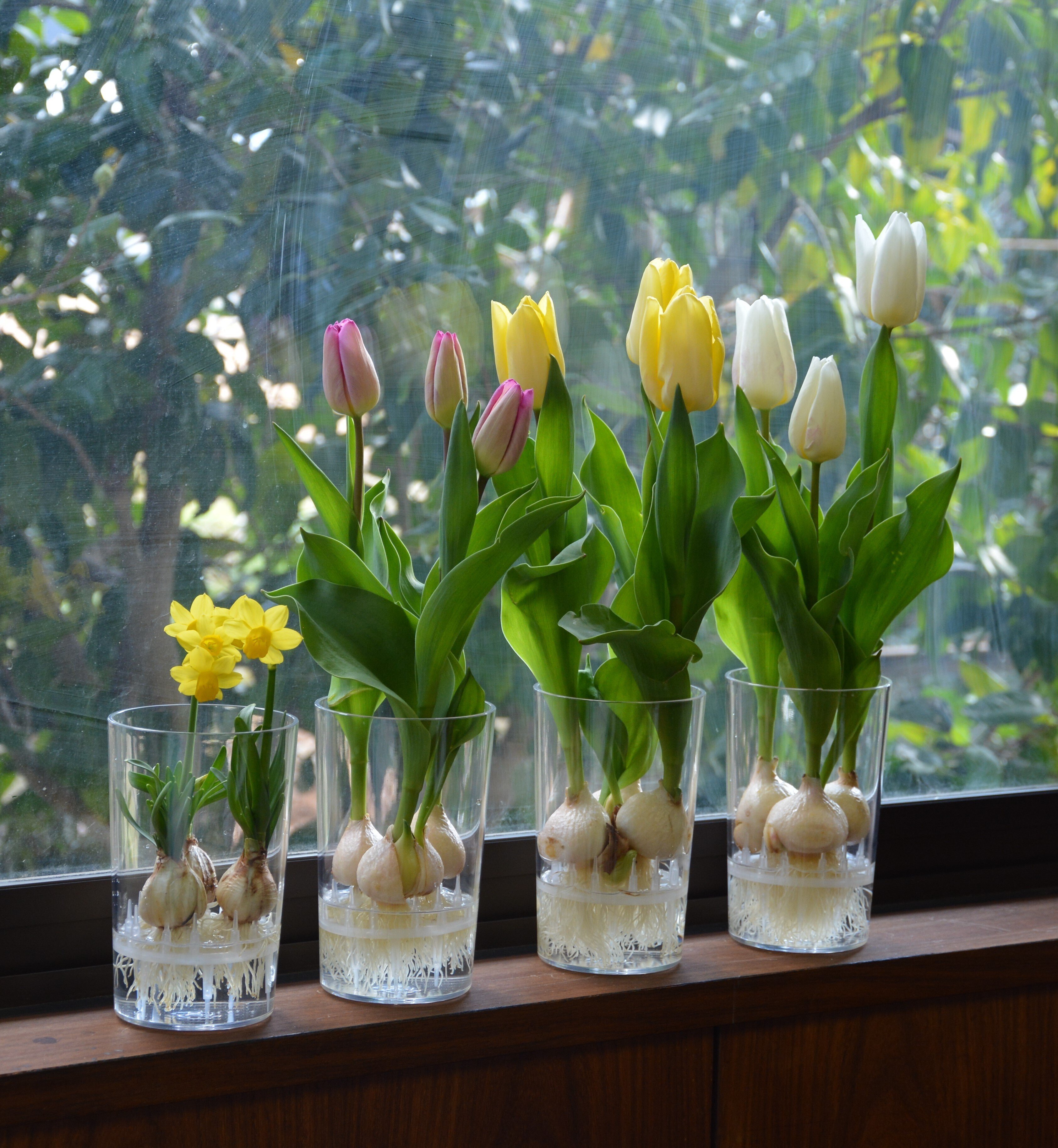 チューリップの水耕栽培＜レポートNo.2025-2＞ - 植物と生きる日々の