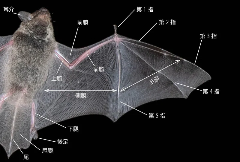 コウモリフェスティバルin札幌で知る、日本のコウモリ|ブンイチ(文一総合出版)