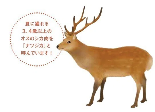 うまいと話題のナツジカとは!?｜狩猟生活