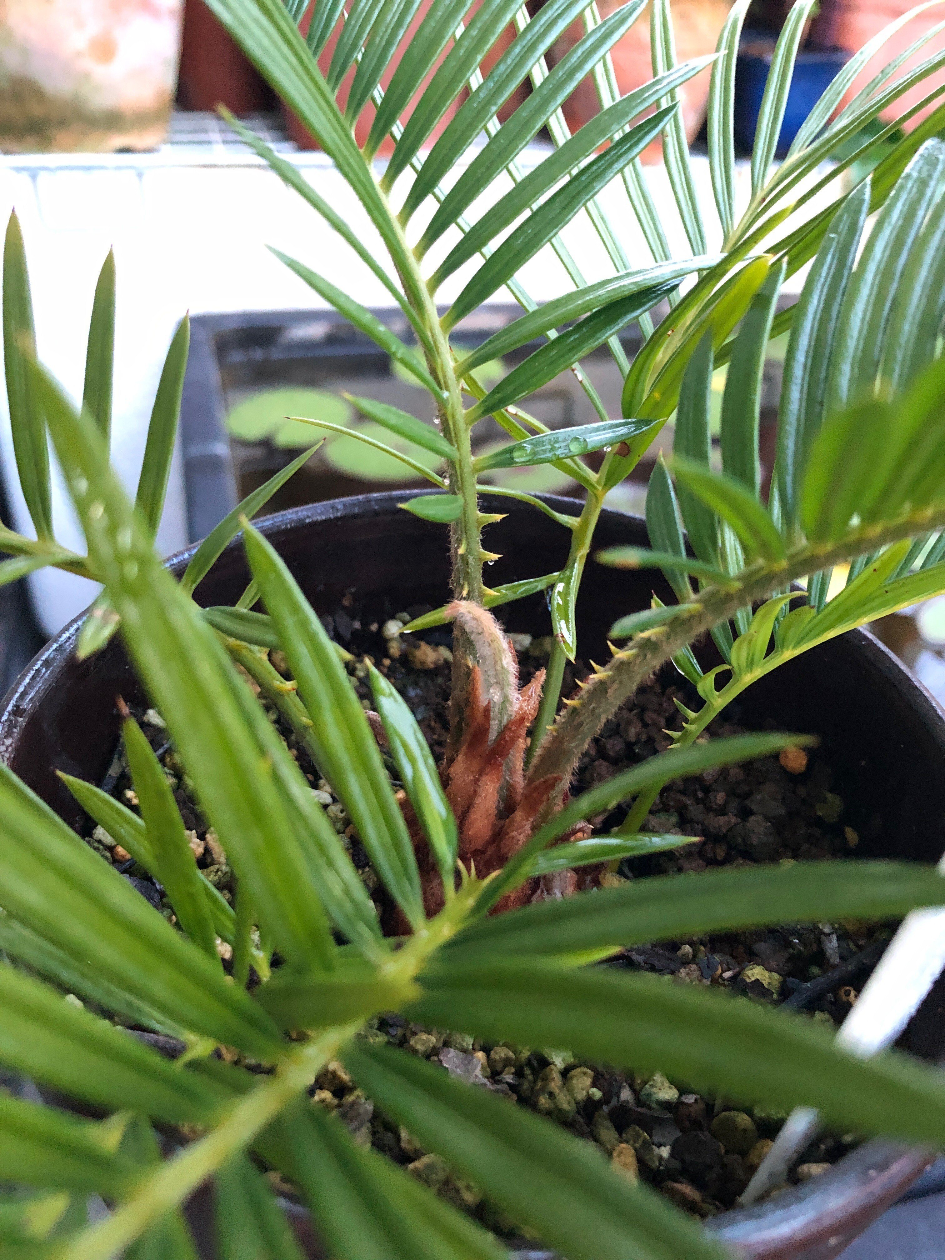 蘇鉄(ソテツ)の新芽の育ち方を観察🌱芽出しから全開まで｜穂の