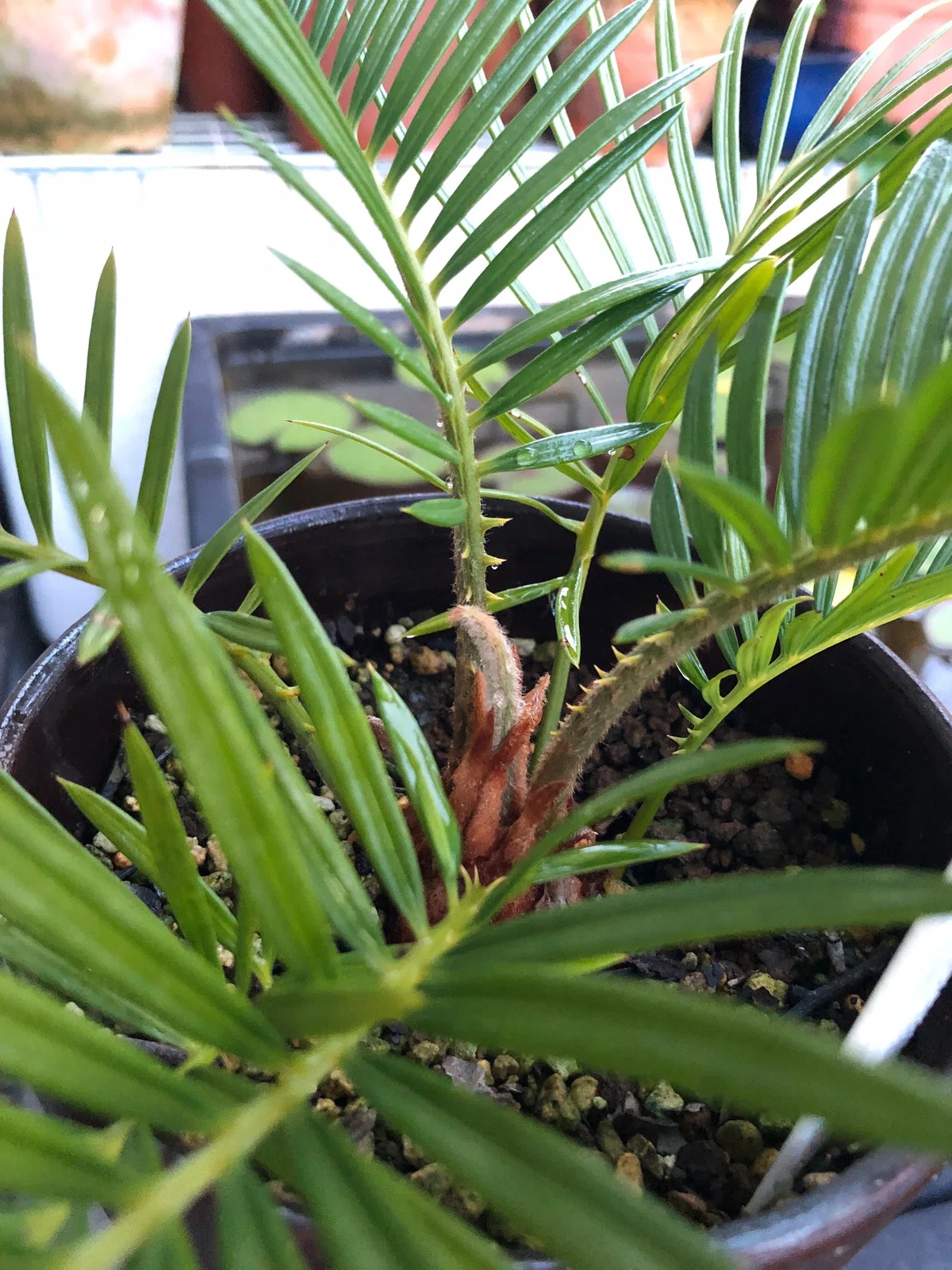 蘇鉄(ソテツ)の新芽の育ち方を観察?芽出しから全開まで｜穂の気ままライフ