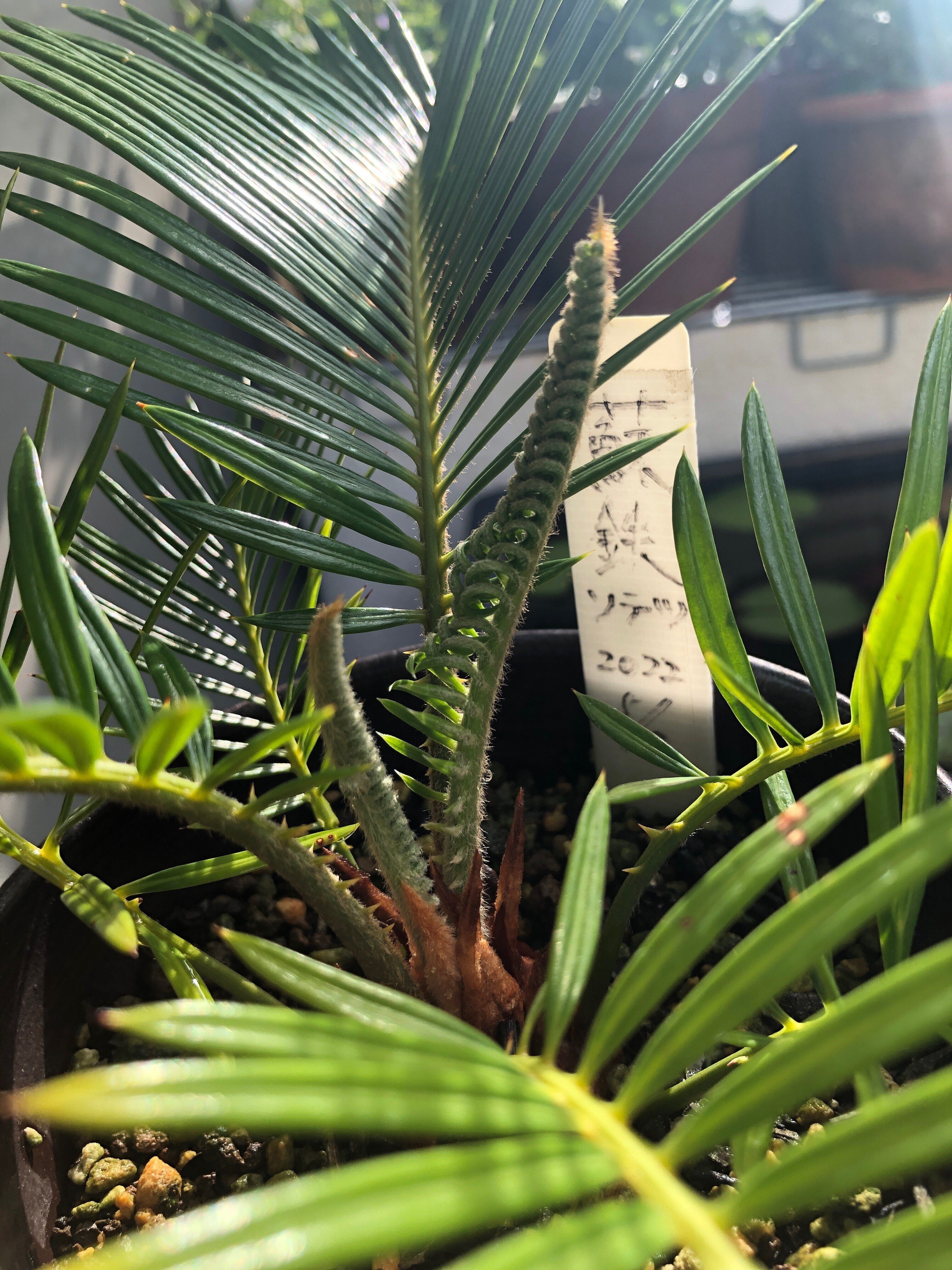 蘇鉄(ソテツ)の新芽の育ち方を観察🌱芽出しから全開まで｜穂の