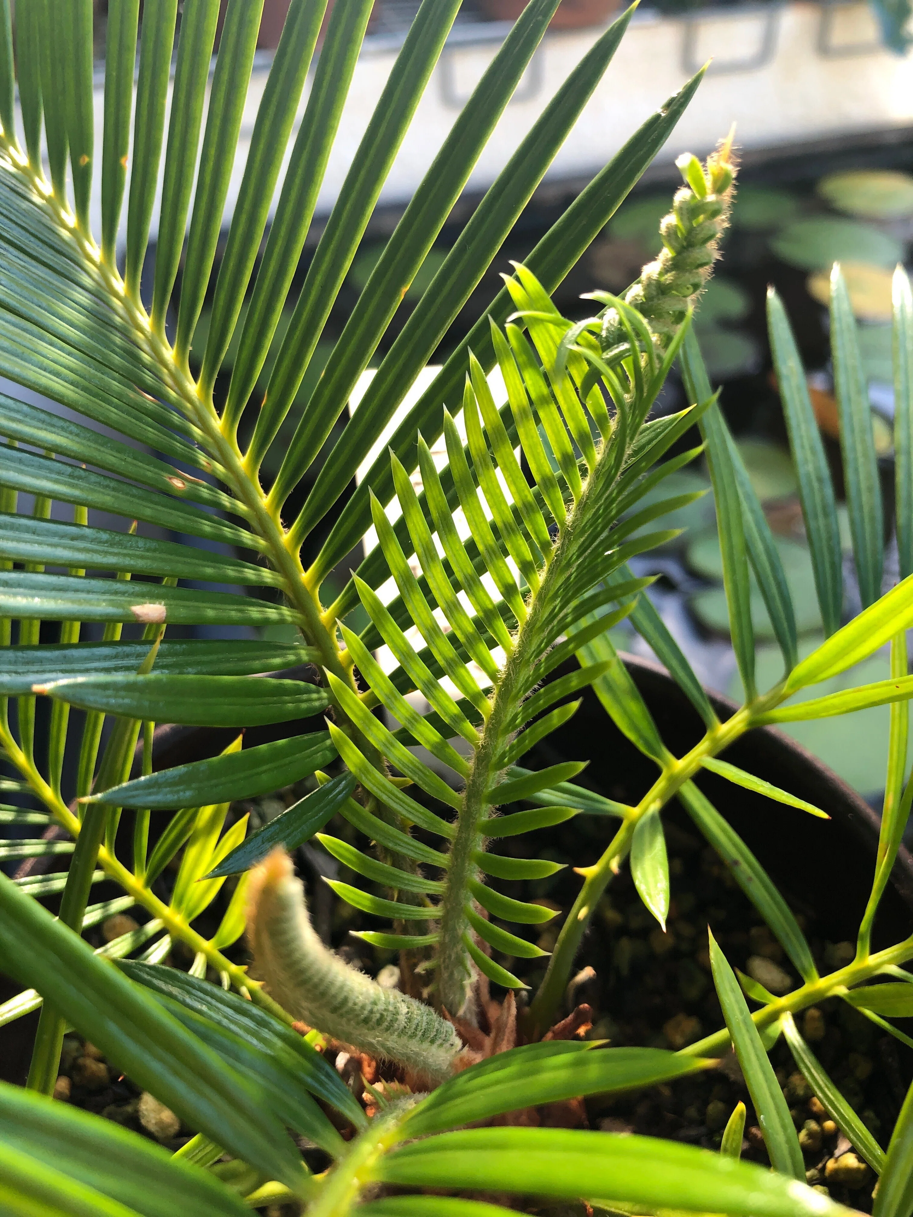 蘇鉄(ソテツ)の新芽の育ち方を観察🌱芽出しから全開まで｜穂の気ままライフ
