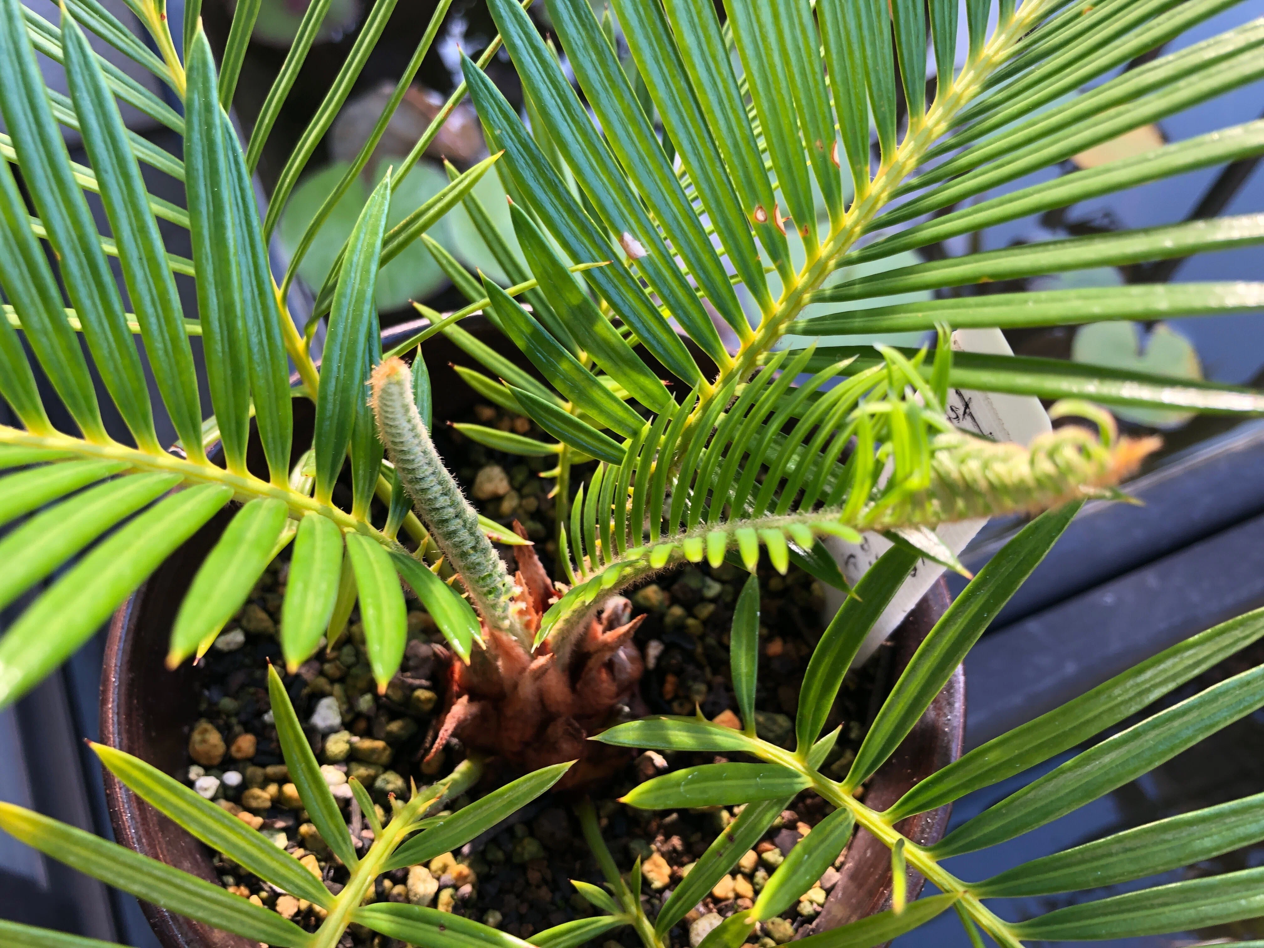 蘇鉄(ソテツ)の新芽の育ち方を観察🌱芽出しから全開まで｜穂の気ままライフ