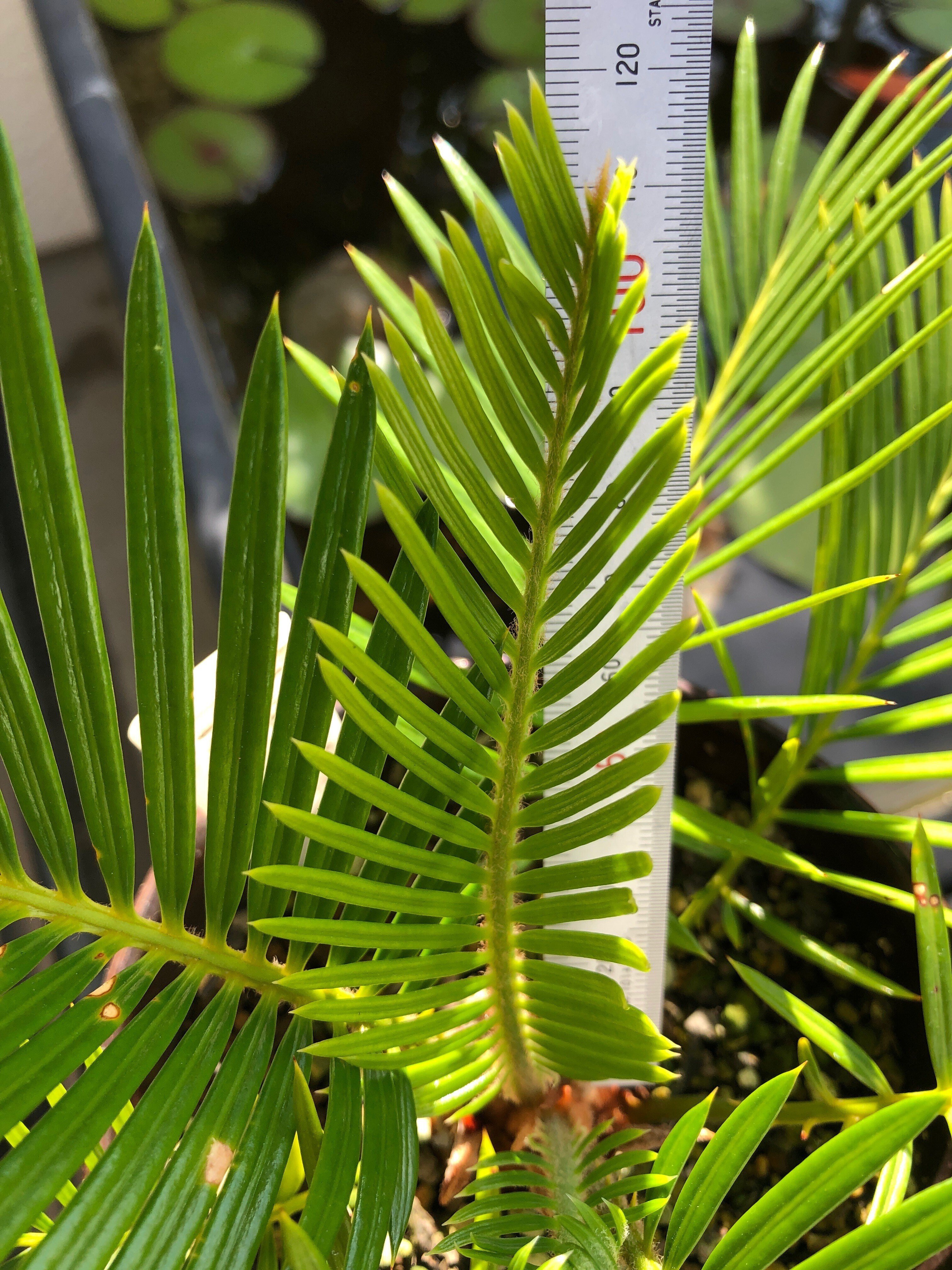 蘇鉄(ソテツ)の新芽の育ち方を観察🌱芽出しから全開まで｜穂の気ままライフ