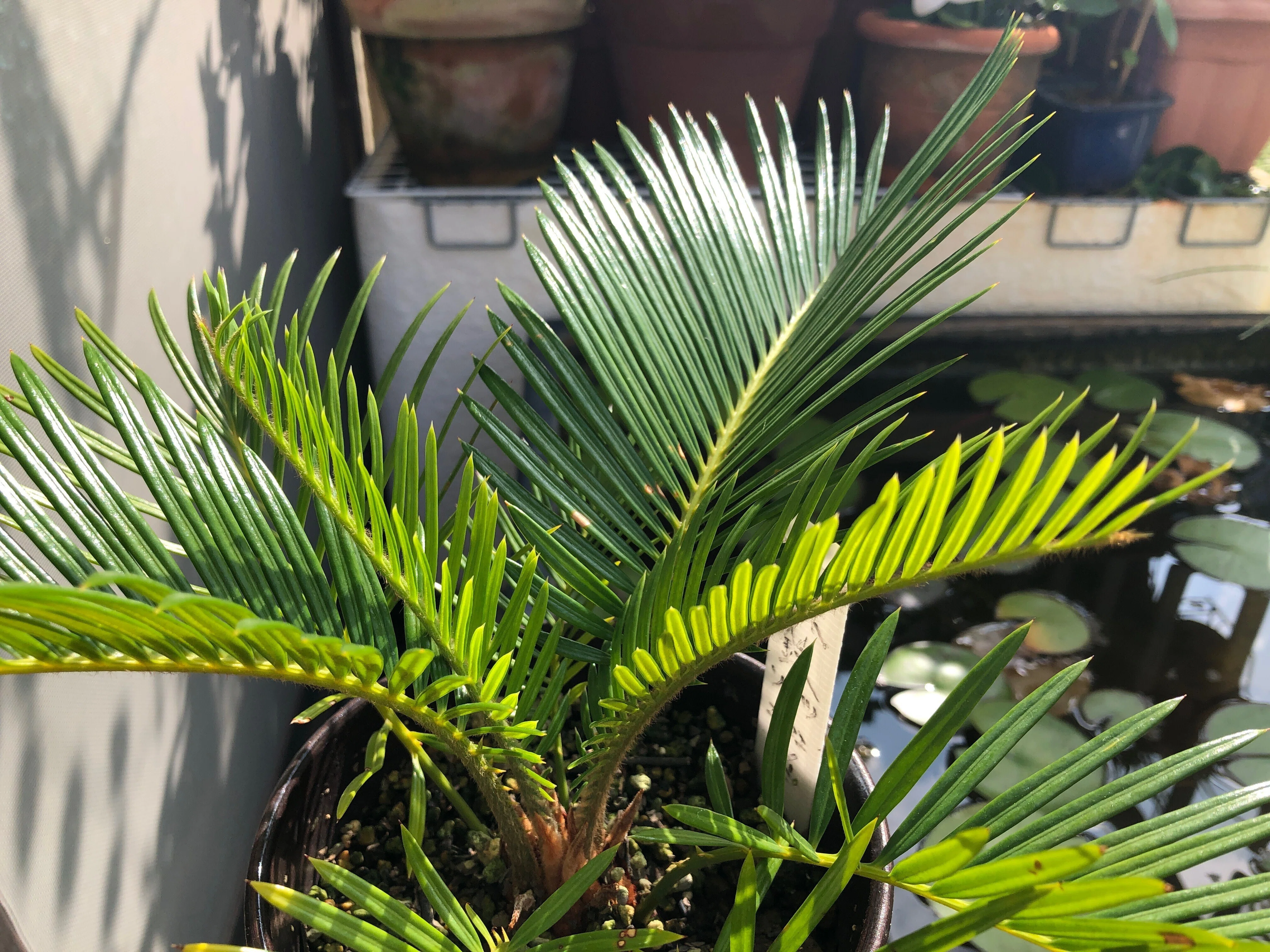蘇鉄(ソテツ)の新芽の育ち方を観察🌱芽出しから全開まで｜穂の気ままライフ
