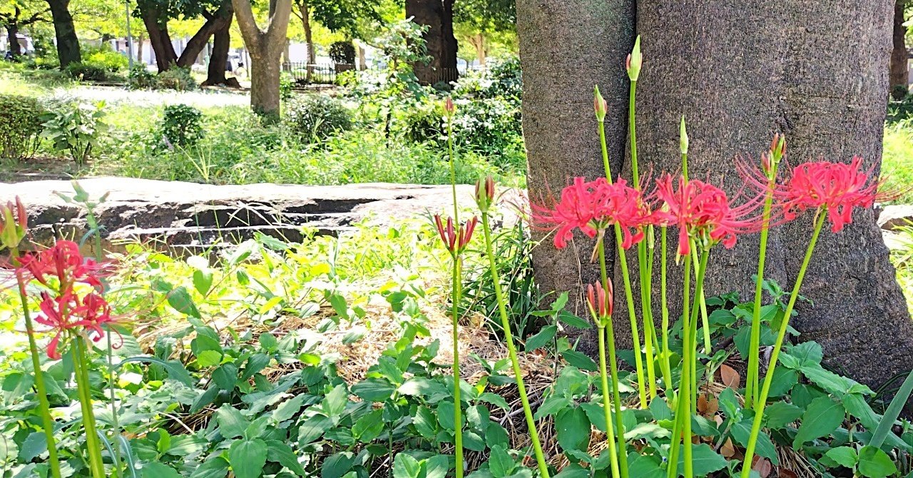 曼珠沙華(彼岸花)|九條正博|歴史学 曼珠沙華(彼岸花)|九條正博|歴史学