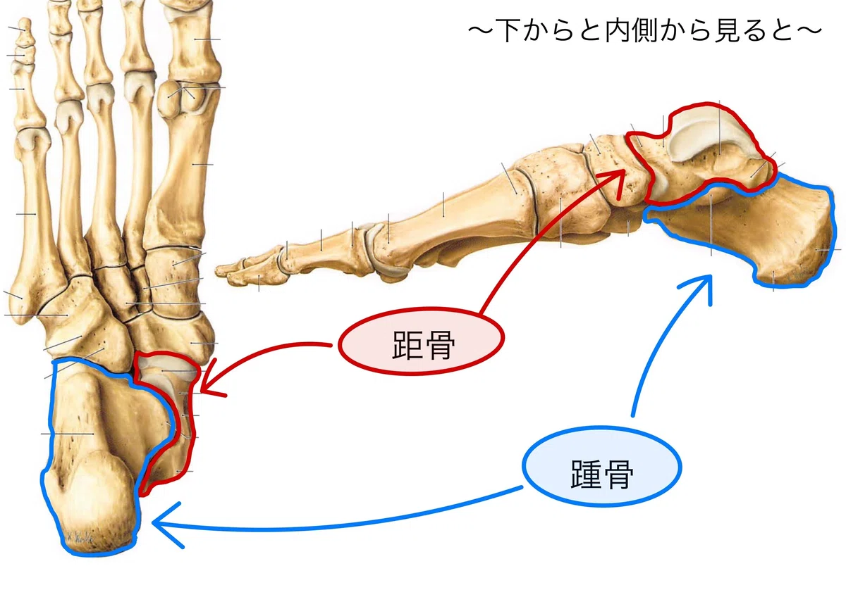 【PT向け】インソール作成の為の足部解剖学〜後足部（距腿関節）①〜｜なおき@とある理学療法 …