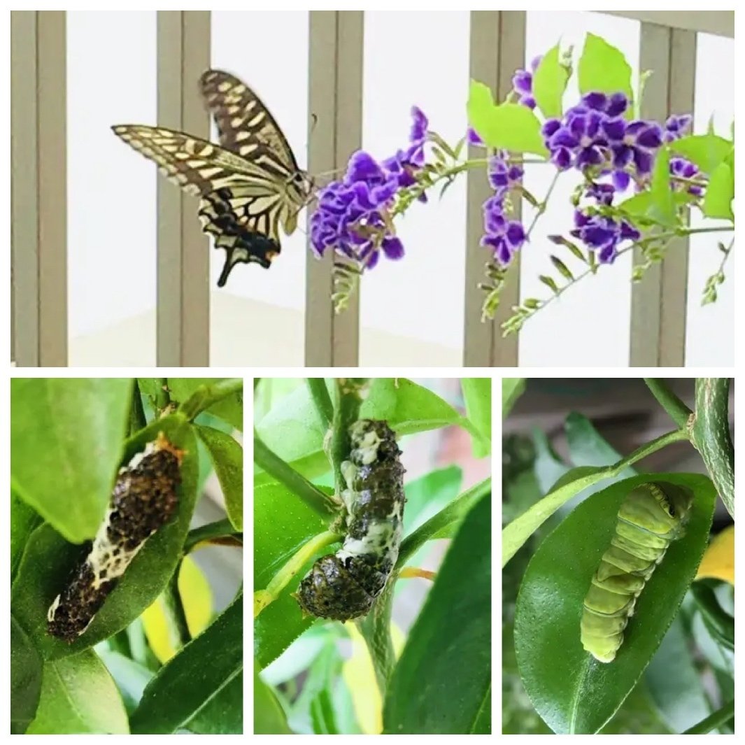 初孫の記念樹: ポンカンとアゲハチョウ｜ミント