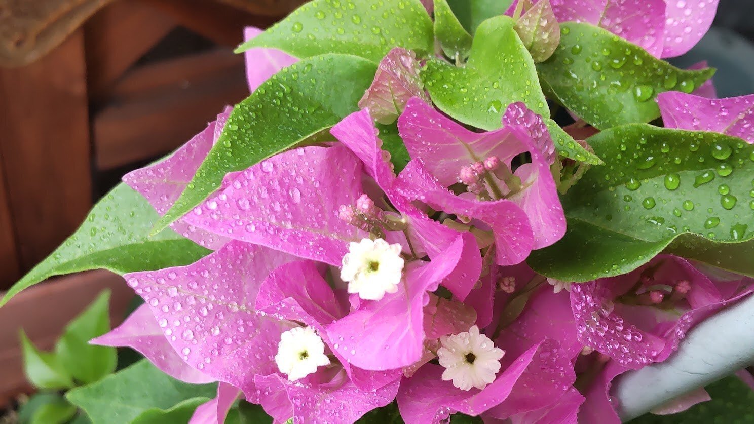 2度咲いてくれたブーゲンビリア｜jewelymama