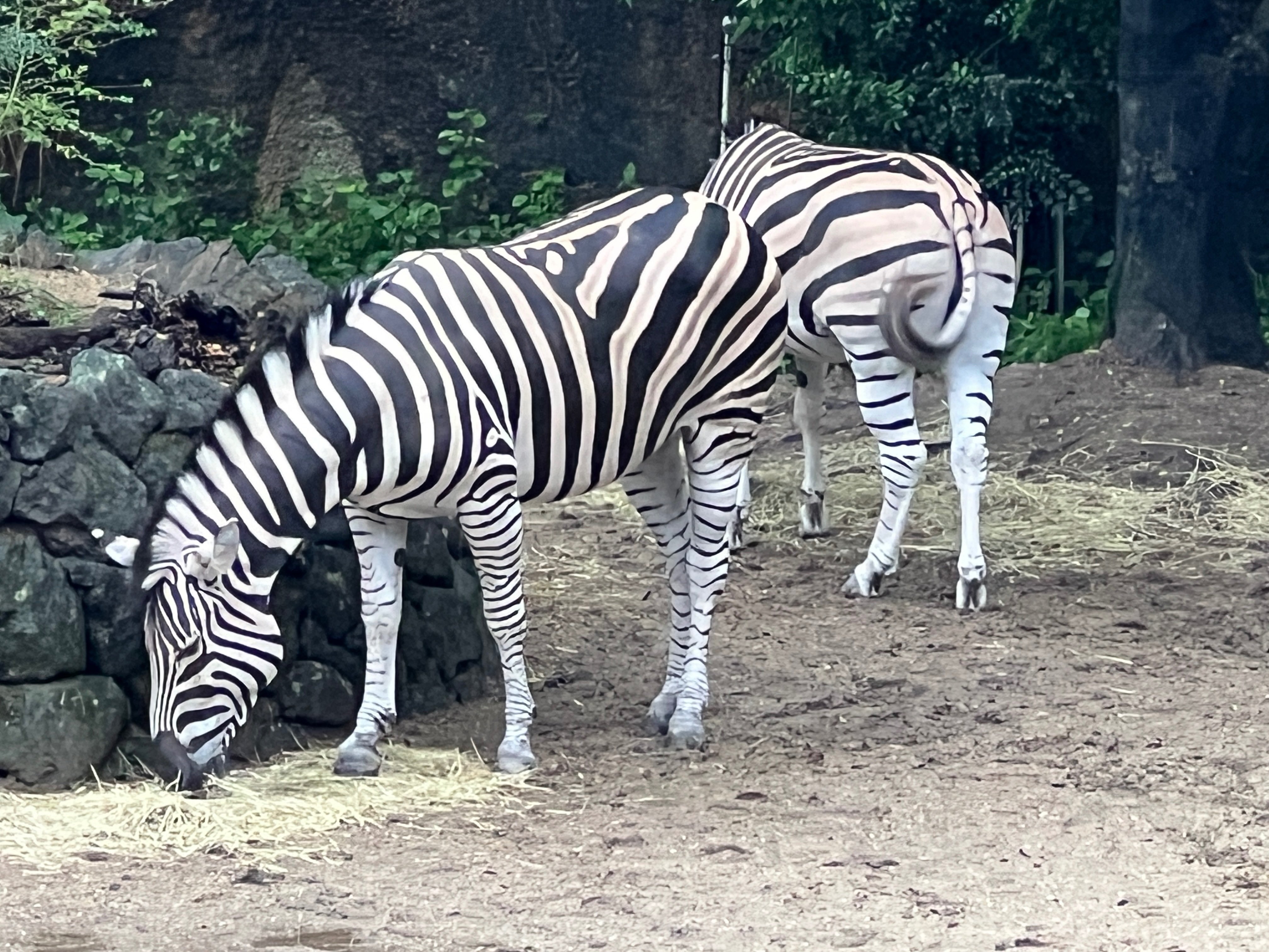 到津の森公園」 9月旅行記その1 ／ 必ずカメラ目線のキリンさん
