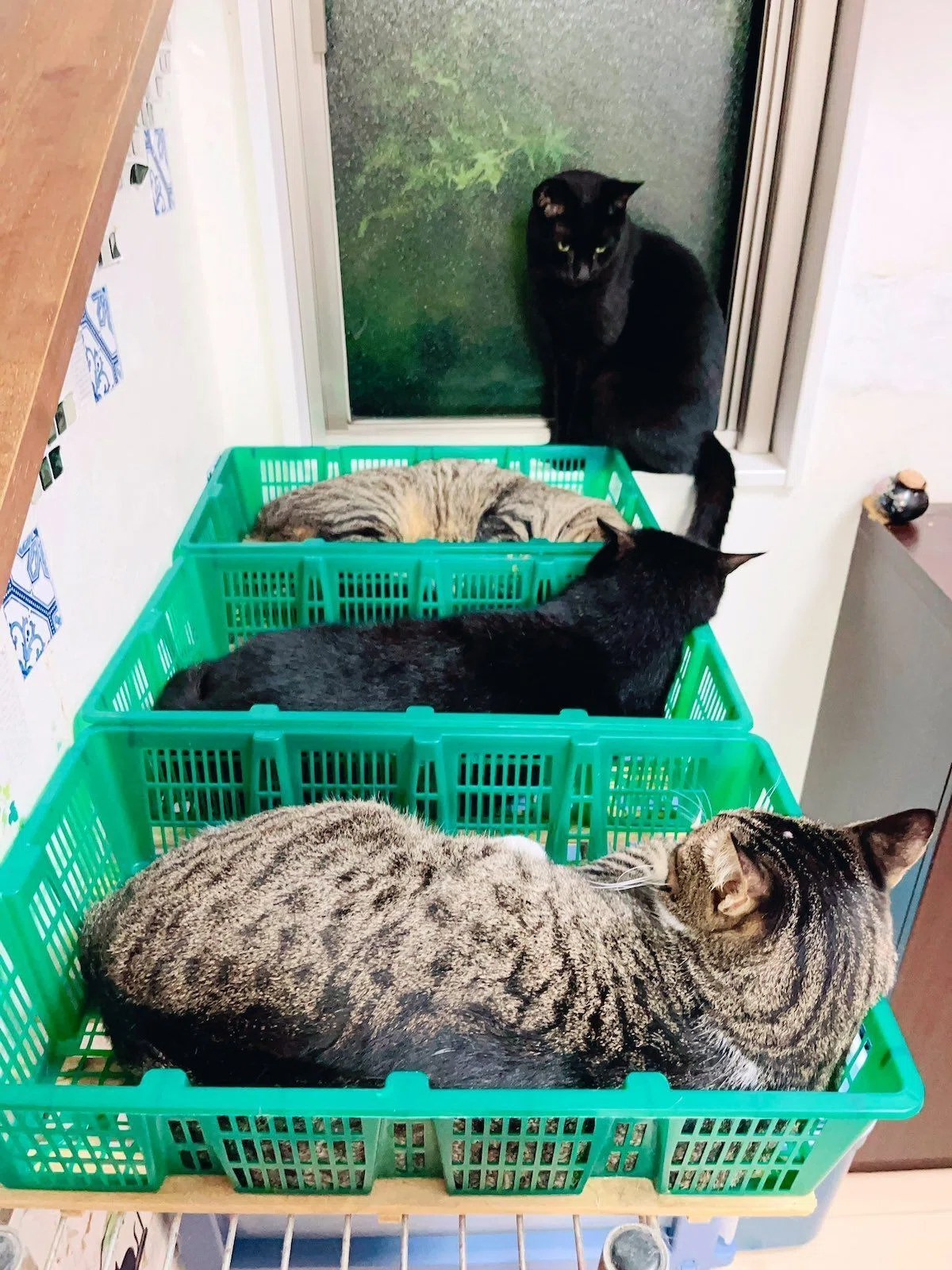 採れたてのニャンコ入荷しました！緑色の野菜カゴが猫たちに大人気→30