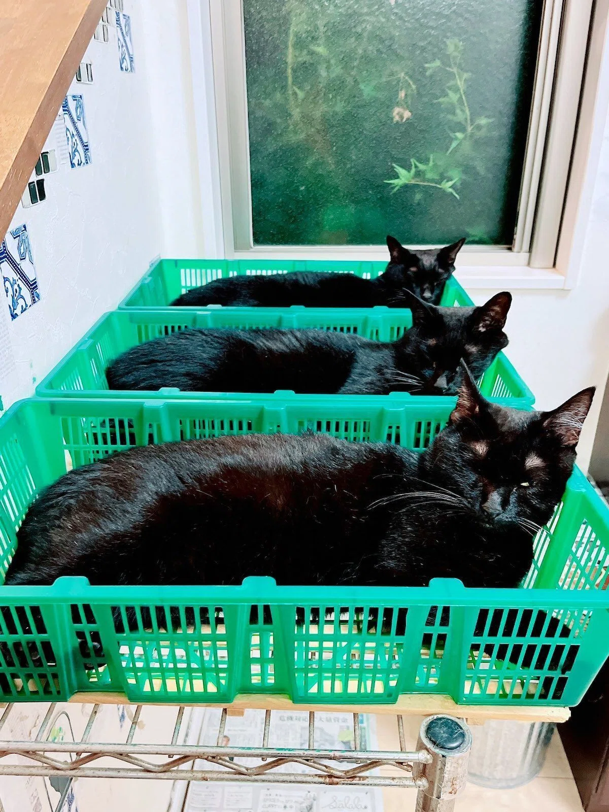 採れたてのニャンコ入荷しました！緑色の野菜カゴが猫たちに大人気→30