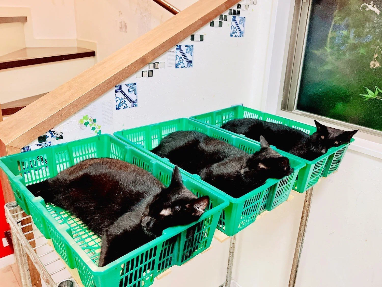 採れたてのニャンコ入荷しました！緑色の野菜カゴが猫たちに大人気→30