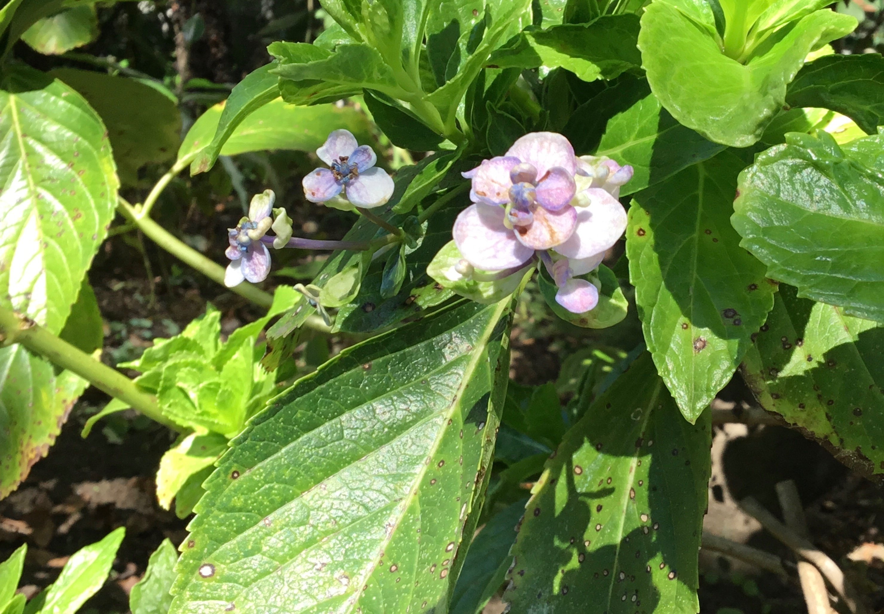 9月の紫陽花｜Chappy