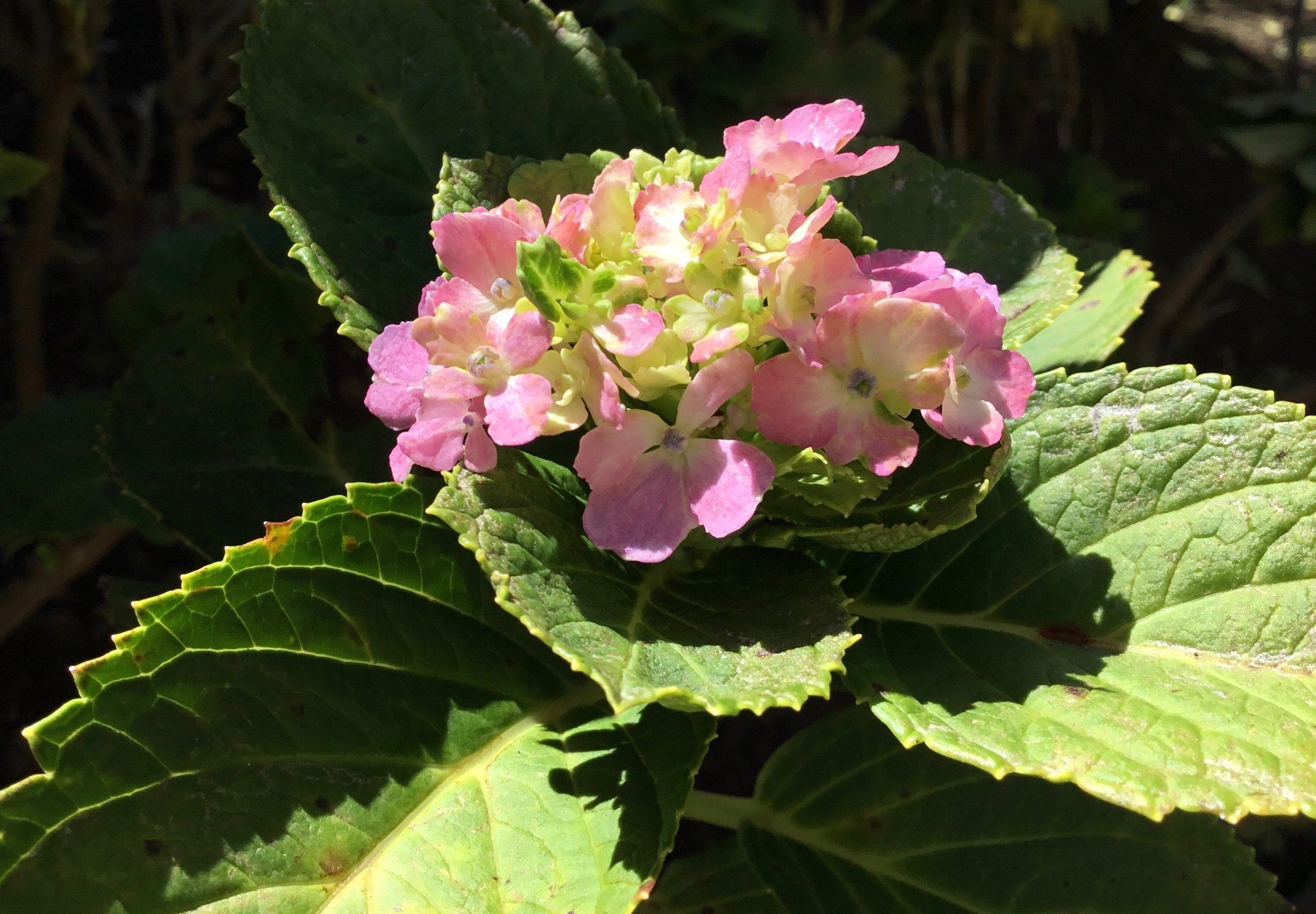 紫陽花と近寄る昆虫 紫陽花と近寄る昆虫