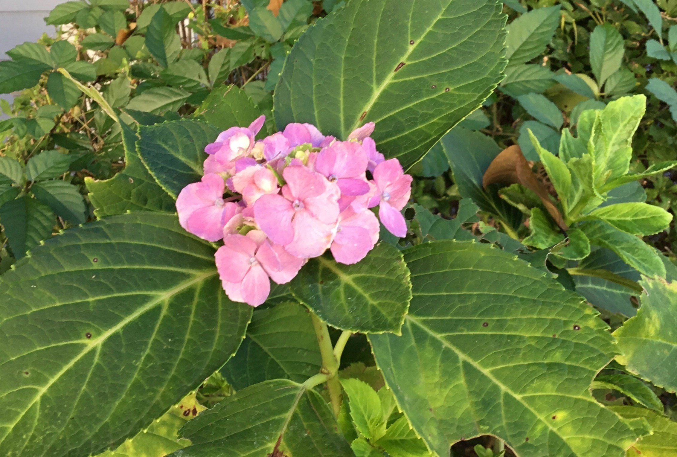 9月の紫陽花｜Chappy